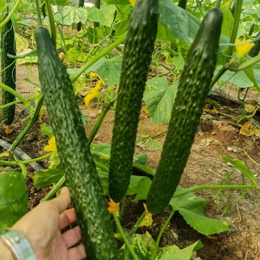 寿光市黄瓜种苗  嫁接黄瓜苗  可以不用沾花  不尖头 苗厂直发