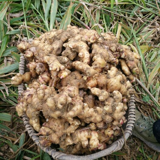 柳州肉姜 广西壮族自治区柳州市柳江区 混装通货 带土 新姜 
