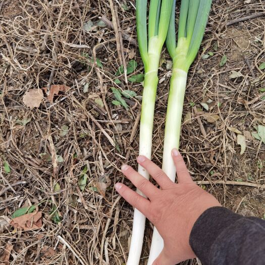 秦皇岛 铁杆大葱