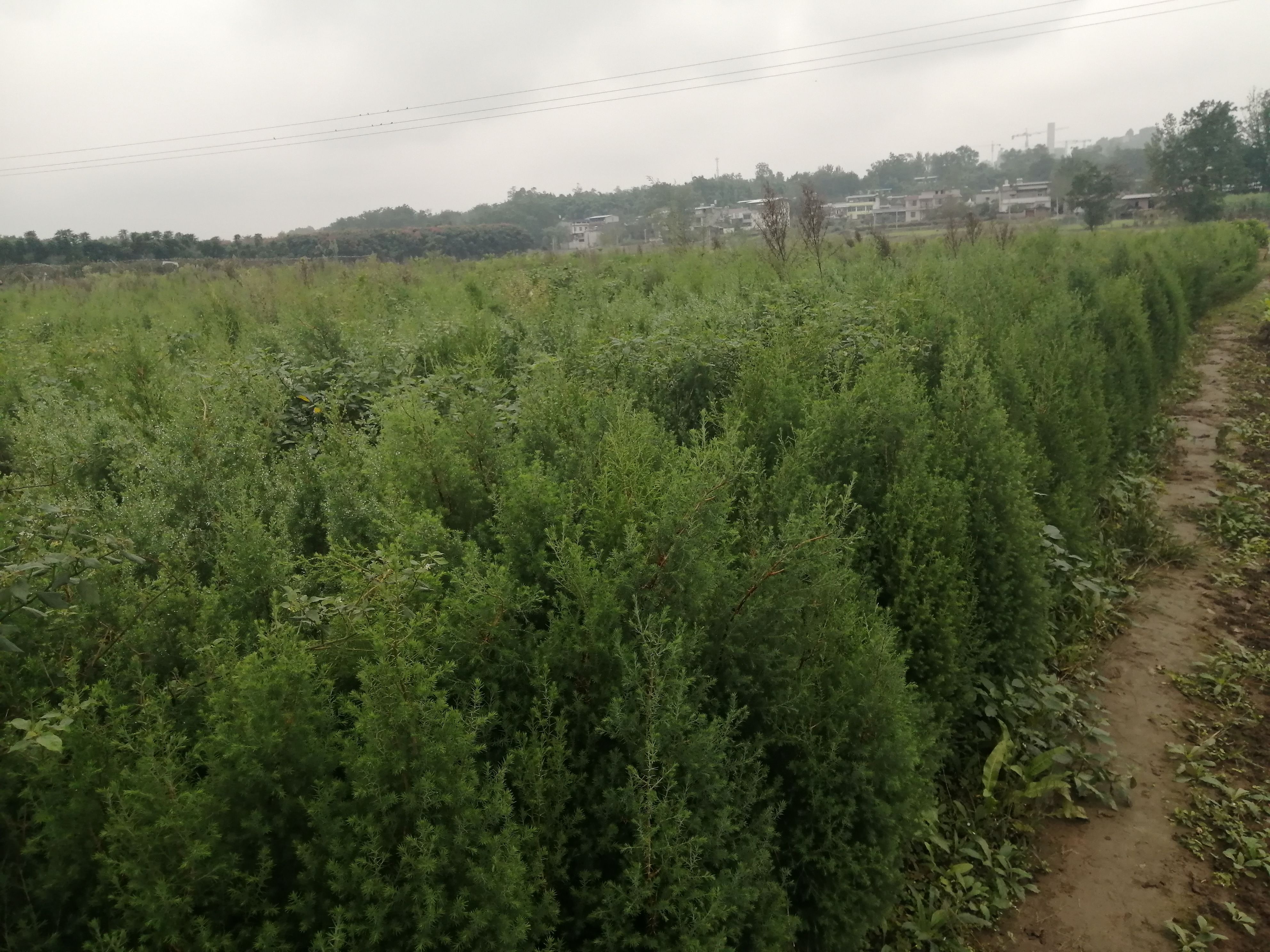 川柏树苗  柏树苗