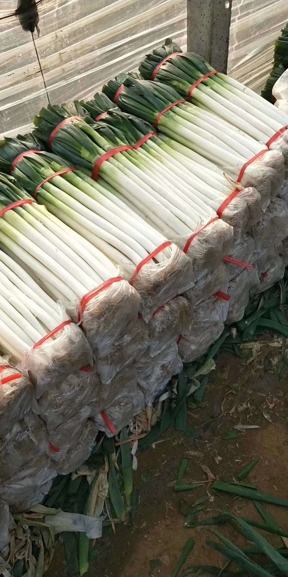 长白大葱，大量供应中，毛葱，净葱，市场，加工厂大量供应中。