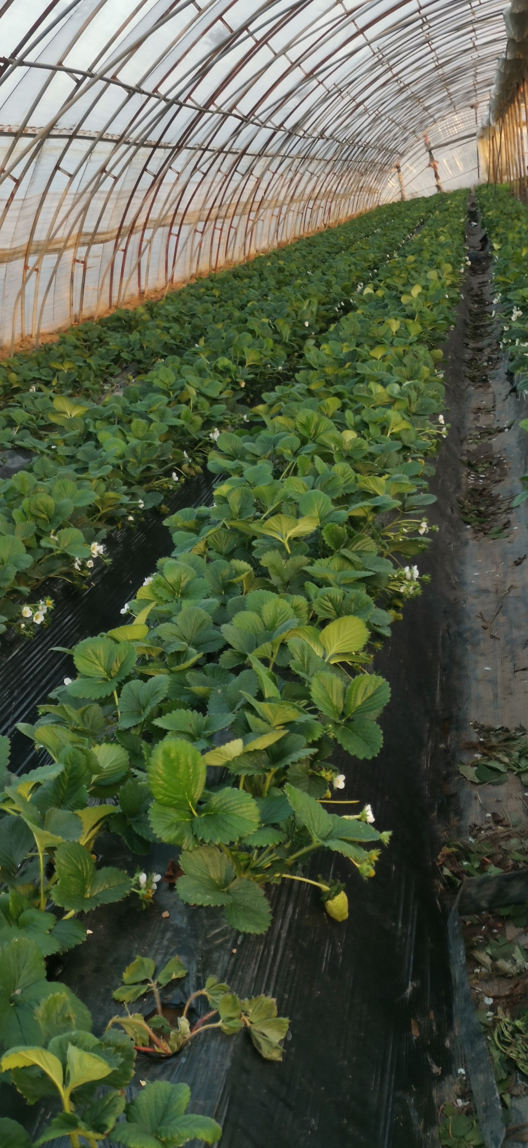 宁玉草莓 新鲜草莓，品种多样