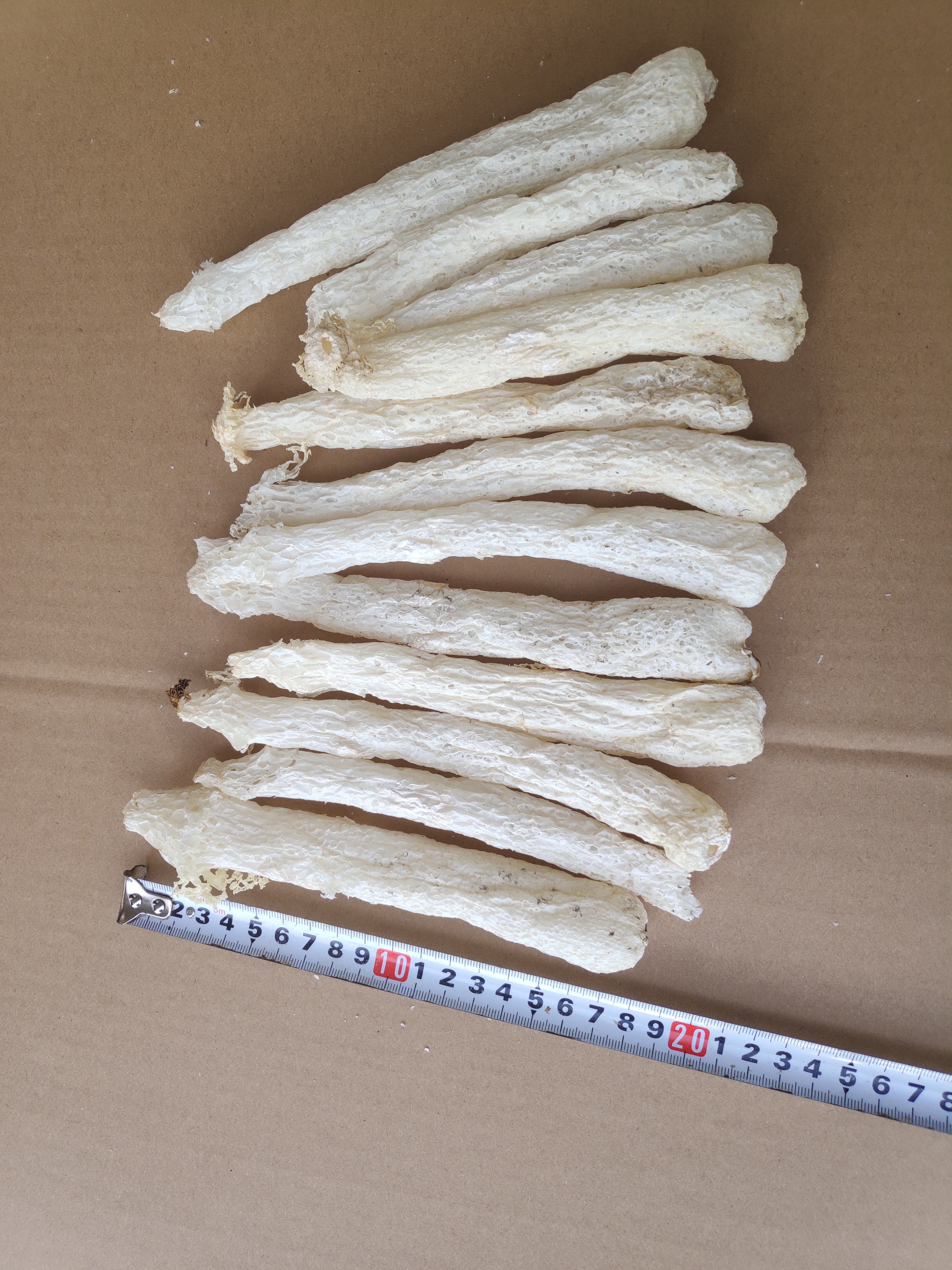 长裙竹荪  福建古田县竹荪杆产地货源直发