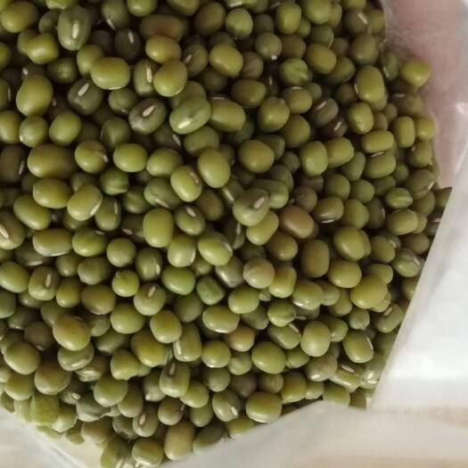 天镇县新绿豆上市