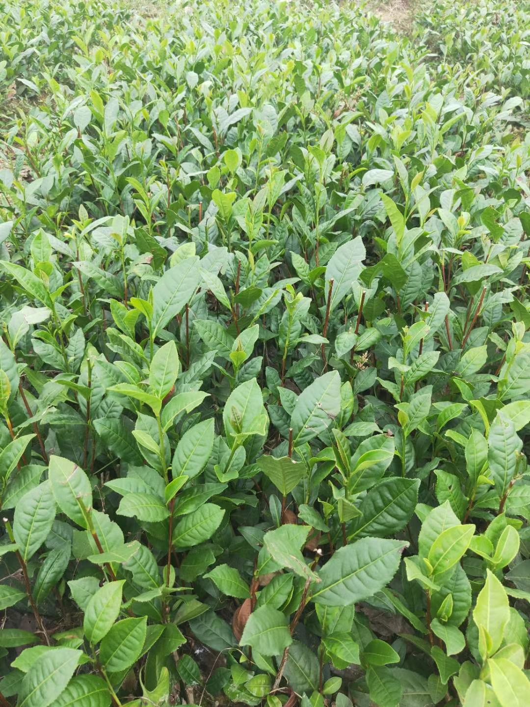 雅安大叶种茶树苗！产地批发！苗好，根系发达，成活率高！