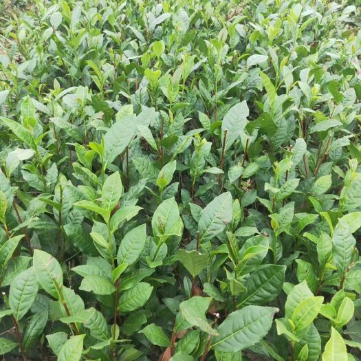 雅安大叶种茶树苗！产地批发！苗好，根系发达，成活率高！
