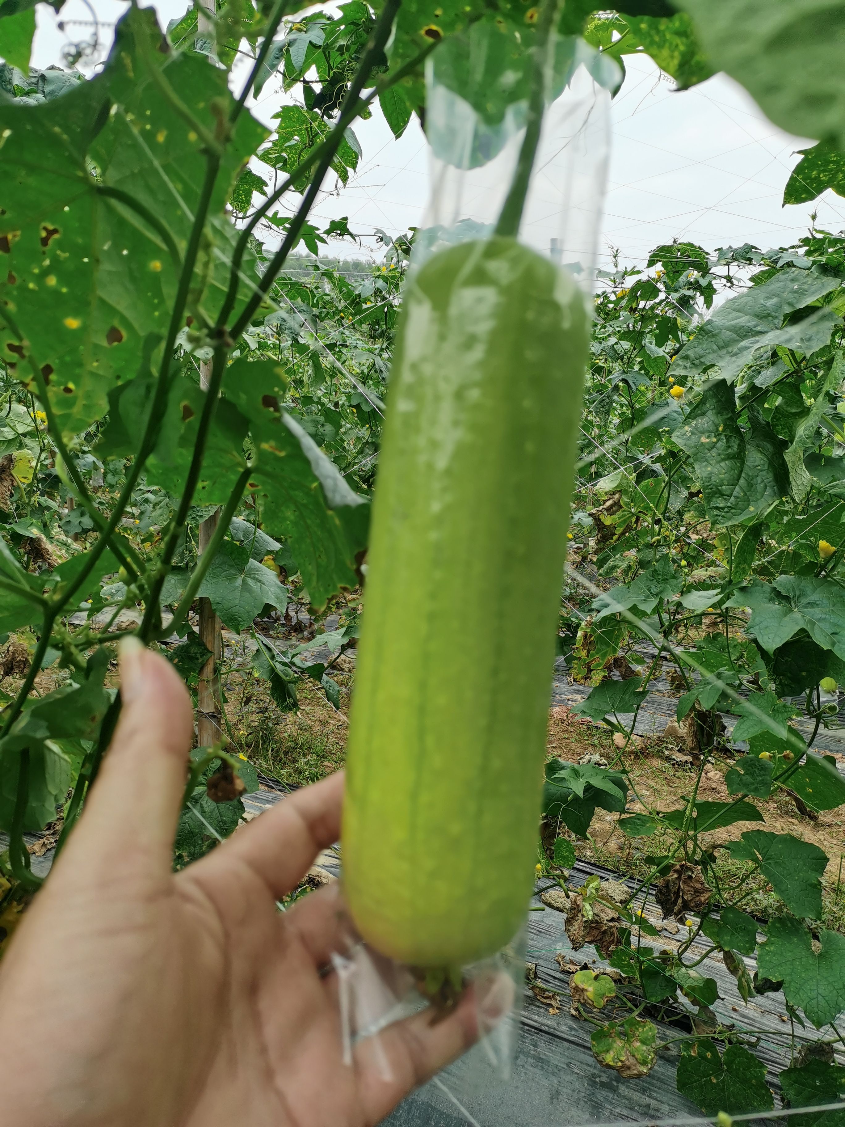 菜瓜 白水瓜