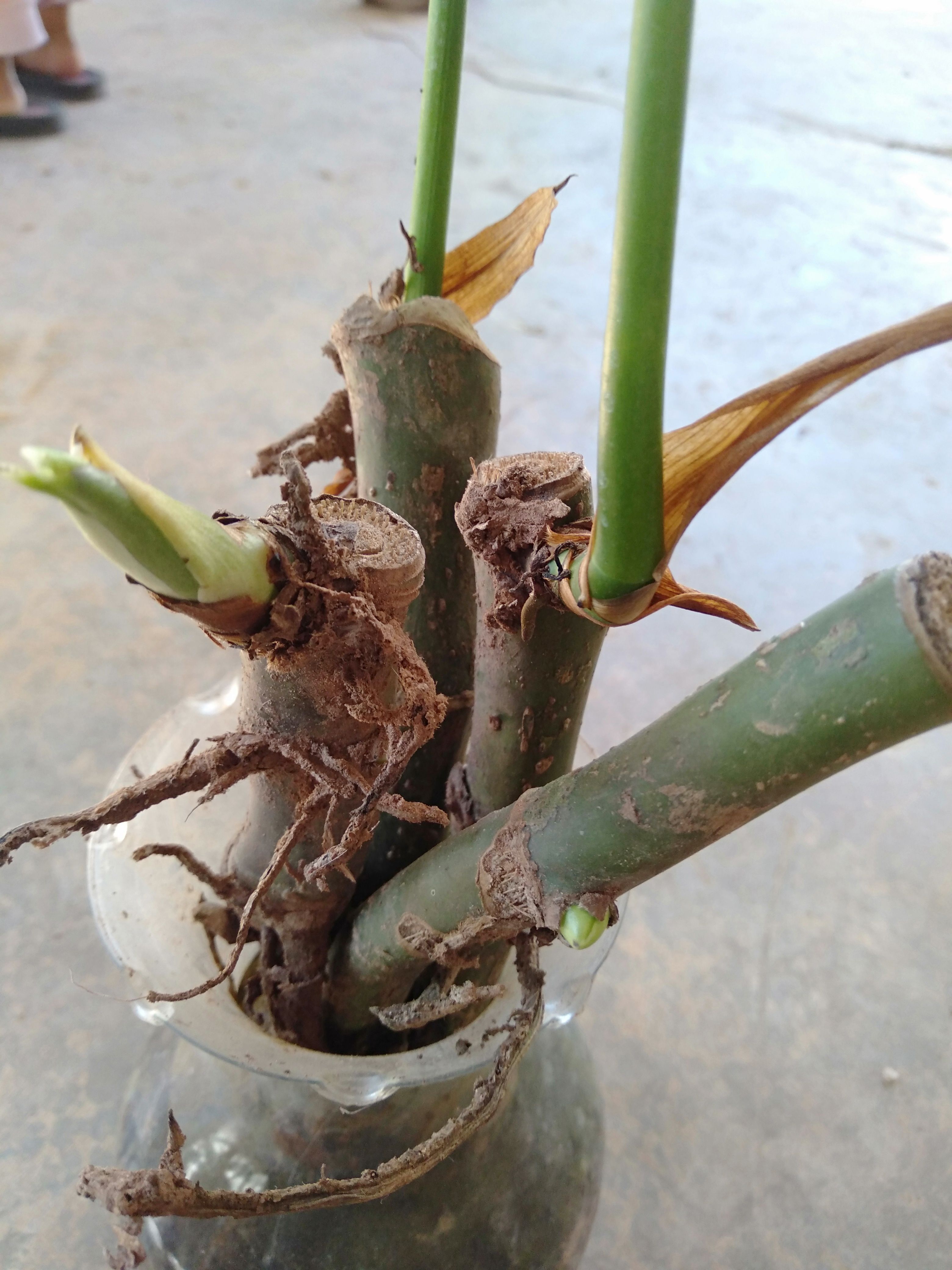 麒麟叶  麒麟燕子尾可水培盆种拍1发5O