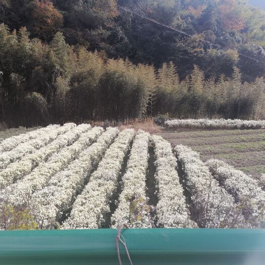 歙县金丝皇菊花 菊花