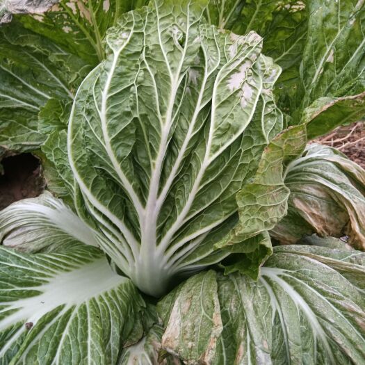 崇信县青杂三号白菜 大白菜
