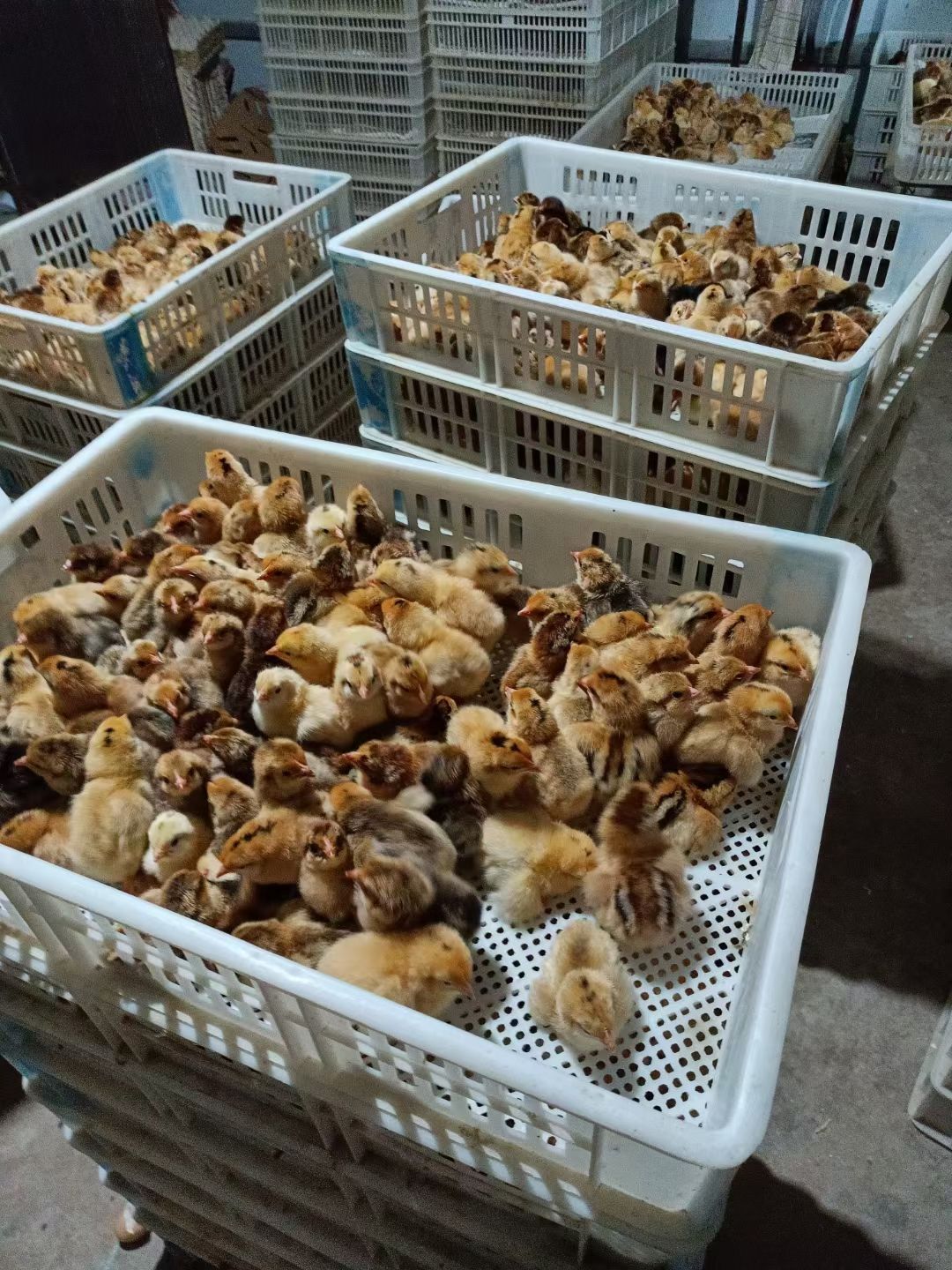 土鸡苗优质土鸡出壳苗大量供应土鸡母苗，土鸡公苗可鉴别
