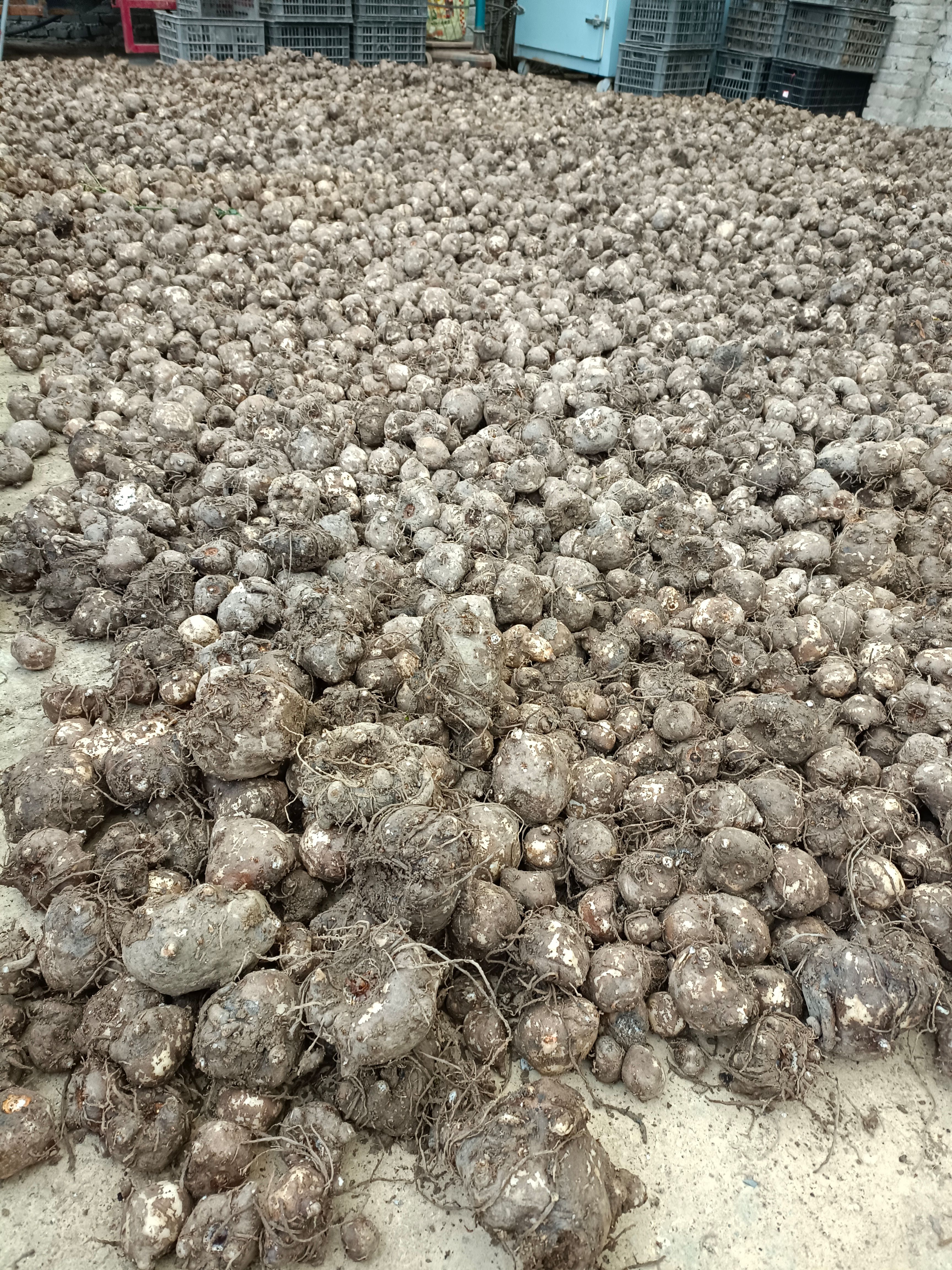  白魔芋，一代种，二代种