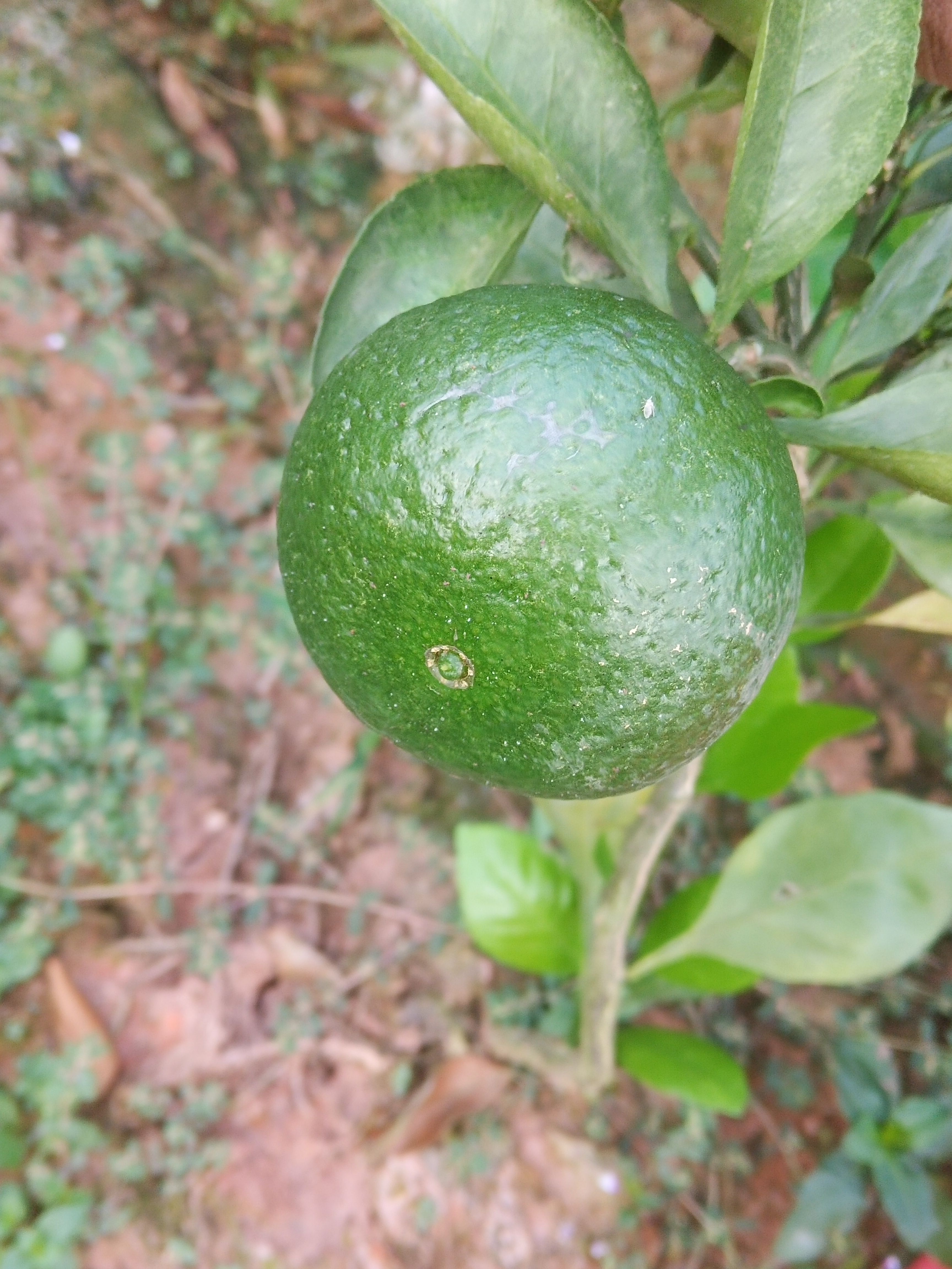 湖南省常德市桃源县优质由良柑桔苗供应