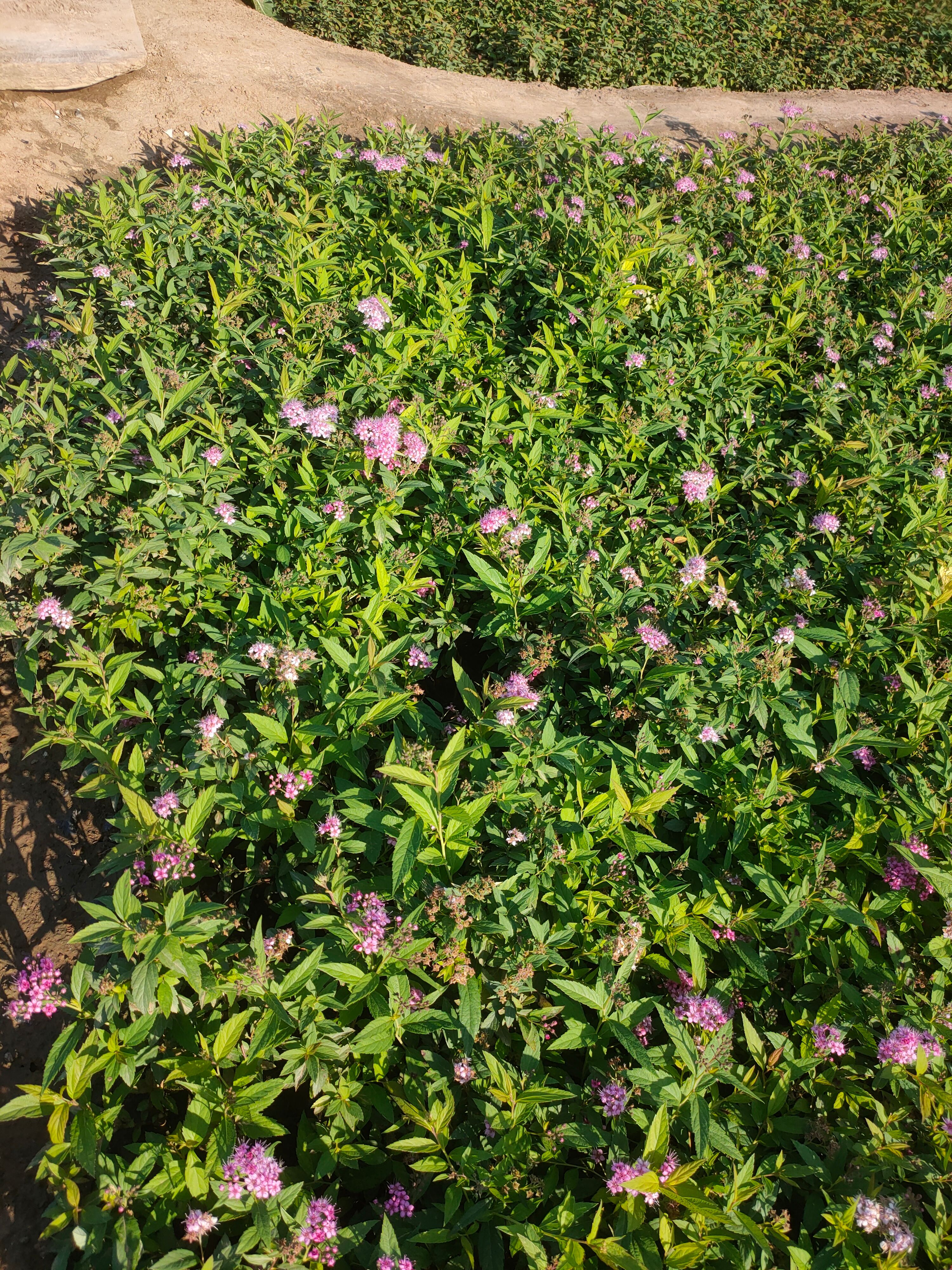 粉花绣线菊苗 粉花绣线菊