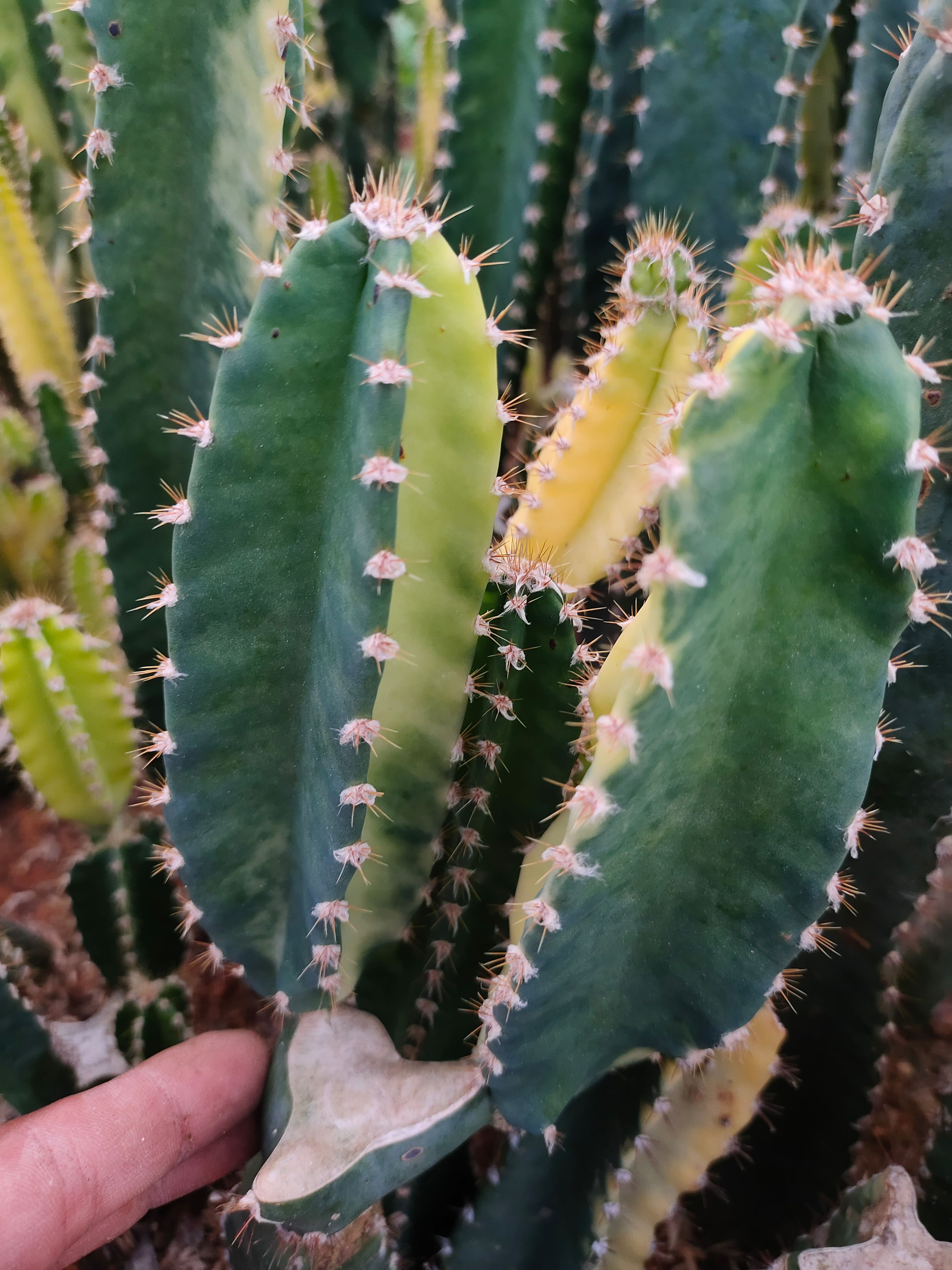 仙人球 仙人柱锦侧芽15/棵5-10cm