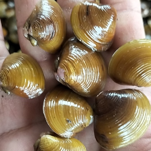 北海 天然黄沙蚬