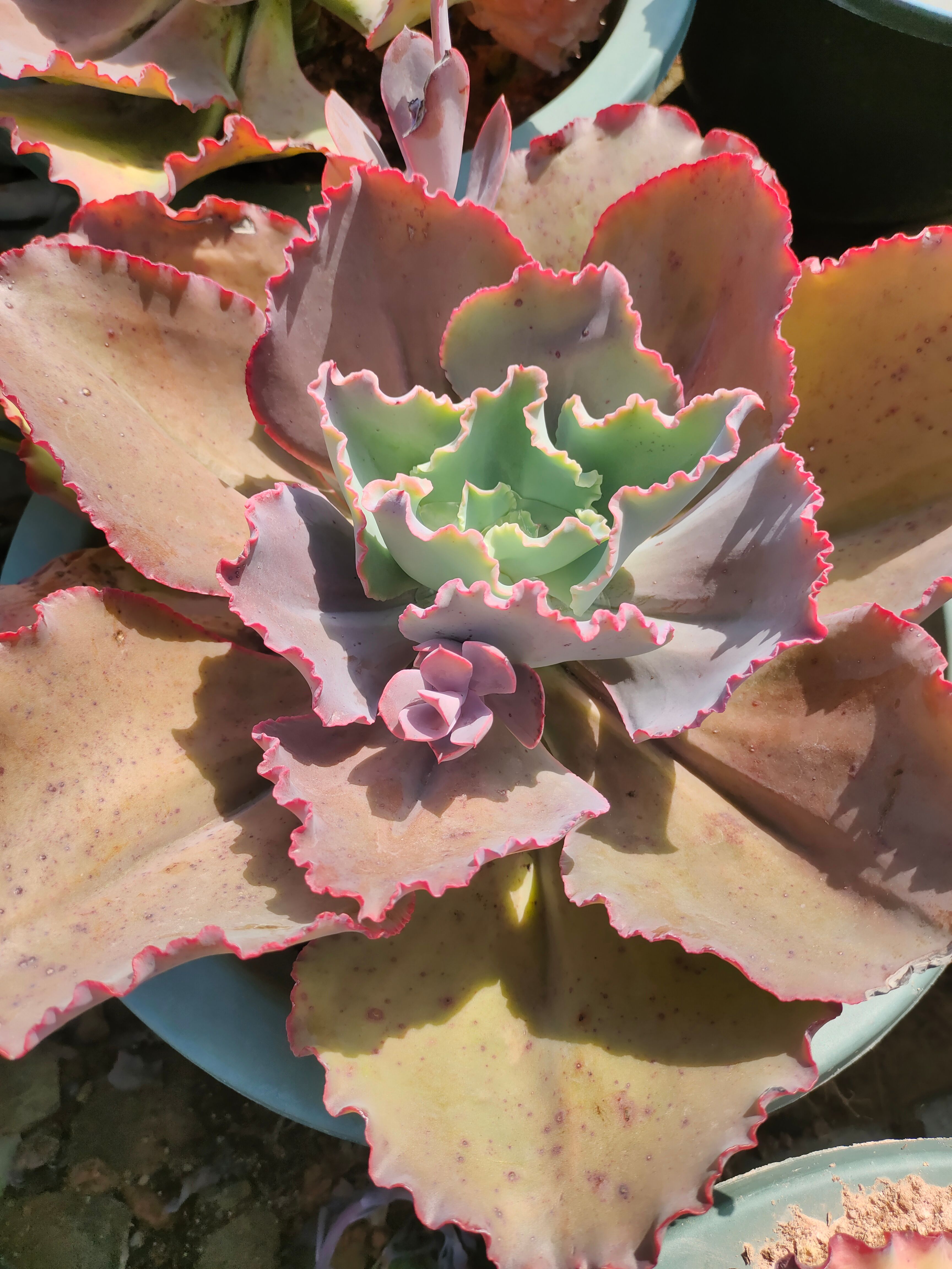 法国皇后老桩 法国皇后粗桩30cm左右