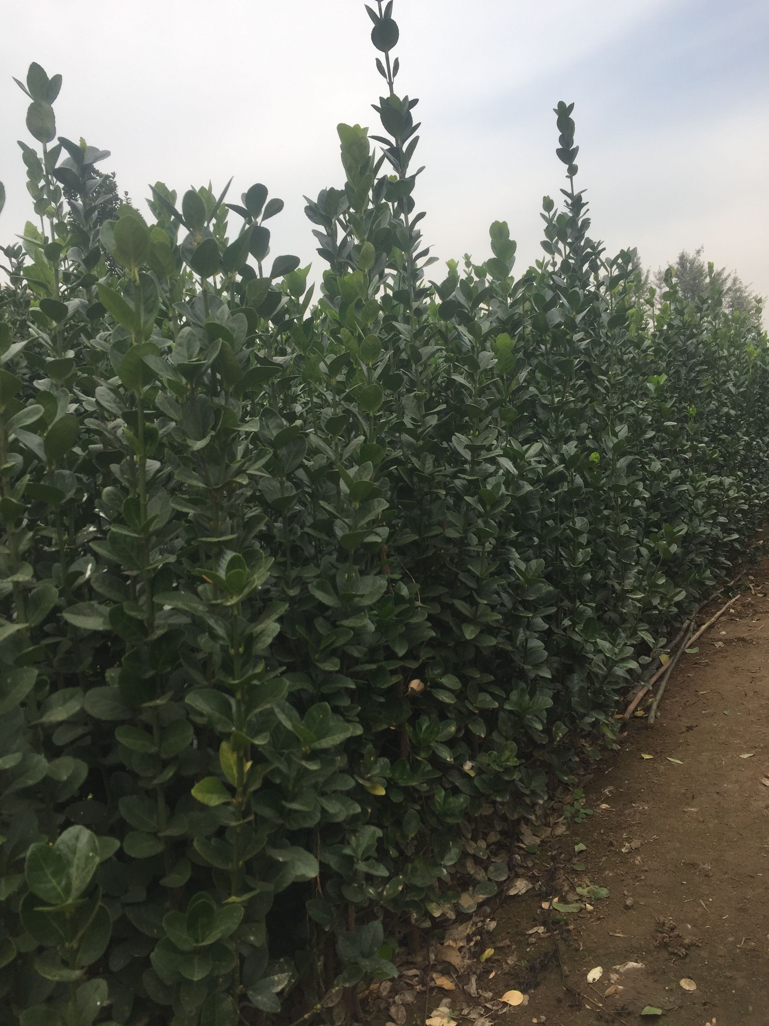 北海道黄杨 绿篱笆用苗 四季长绿