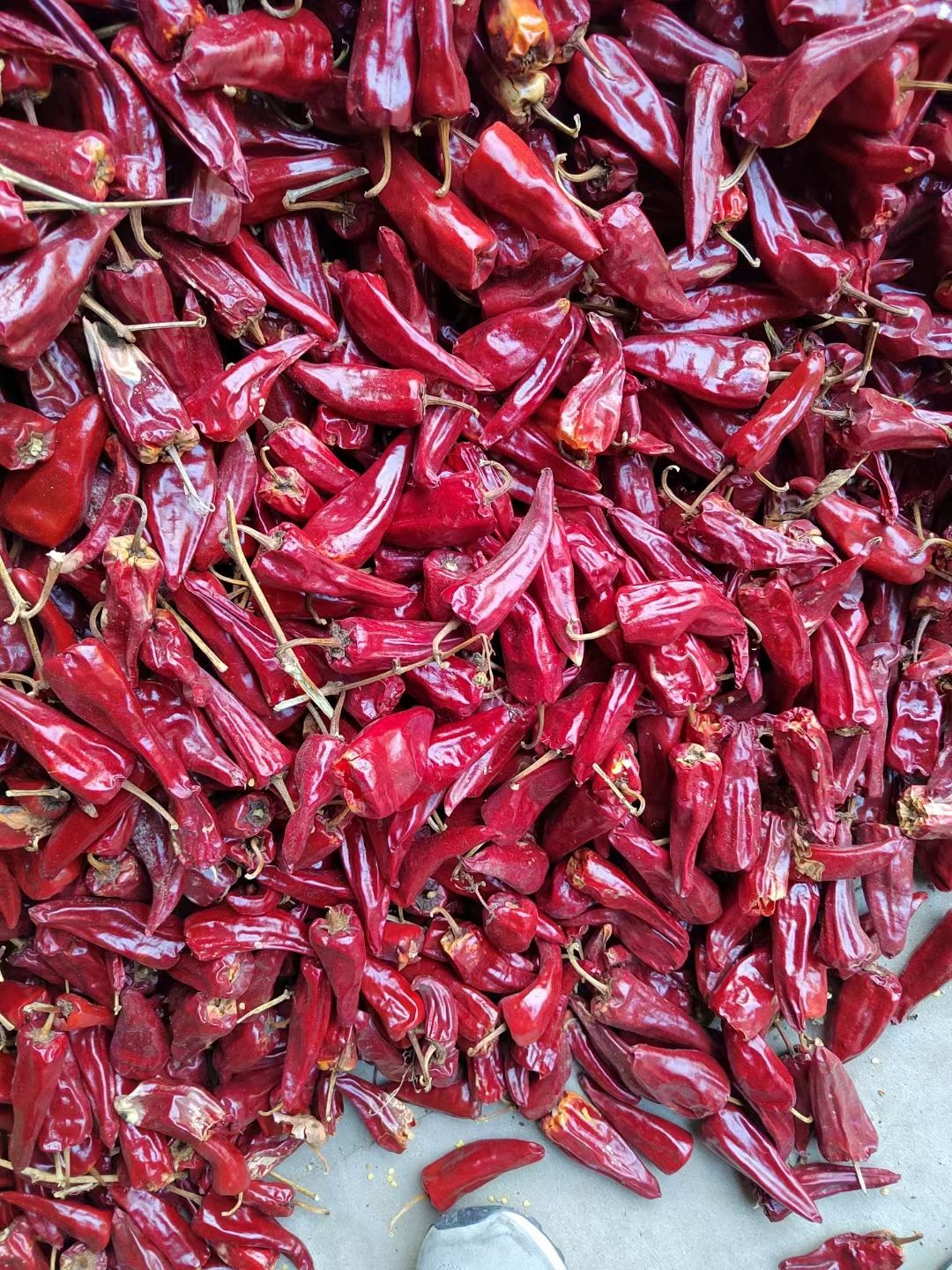  山西北京红干辣椒、忻州北京红干辣椒大量上市、提供加工场地