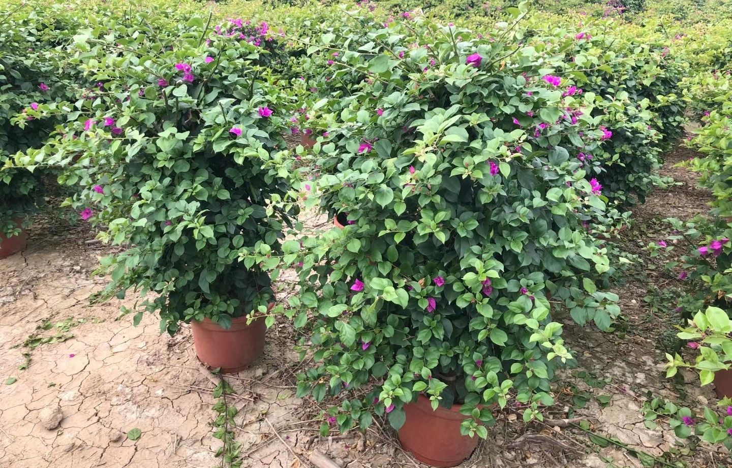  紫花三角梅，勒杜鹃，观花灌木盆栽