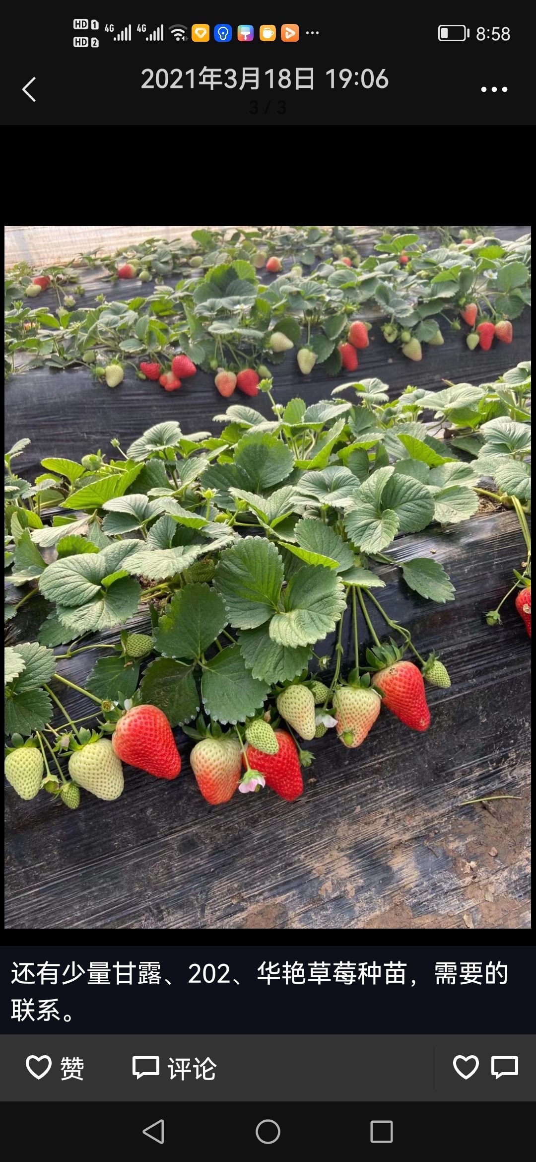 宁玉草莓  品种严选，质量保证，现发现摘