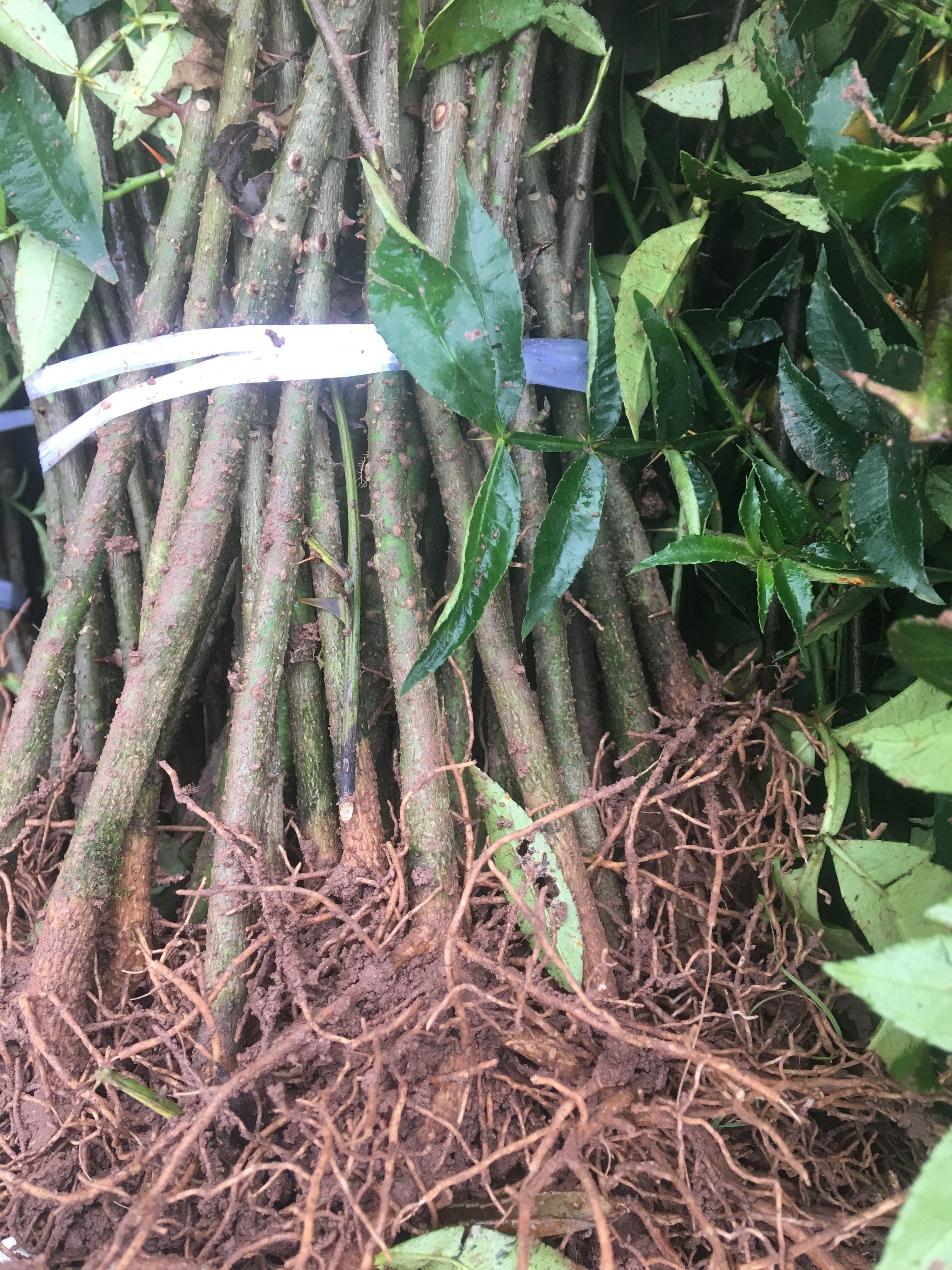 九叶青花椒苗 免费技术支持  现起现发 可视频采苗全过程