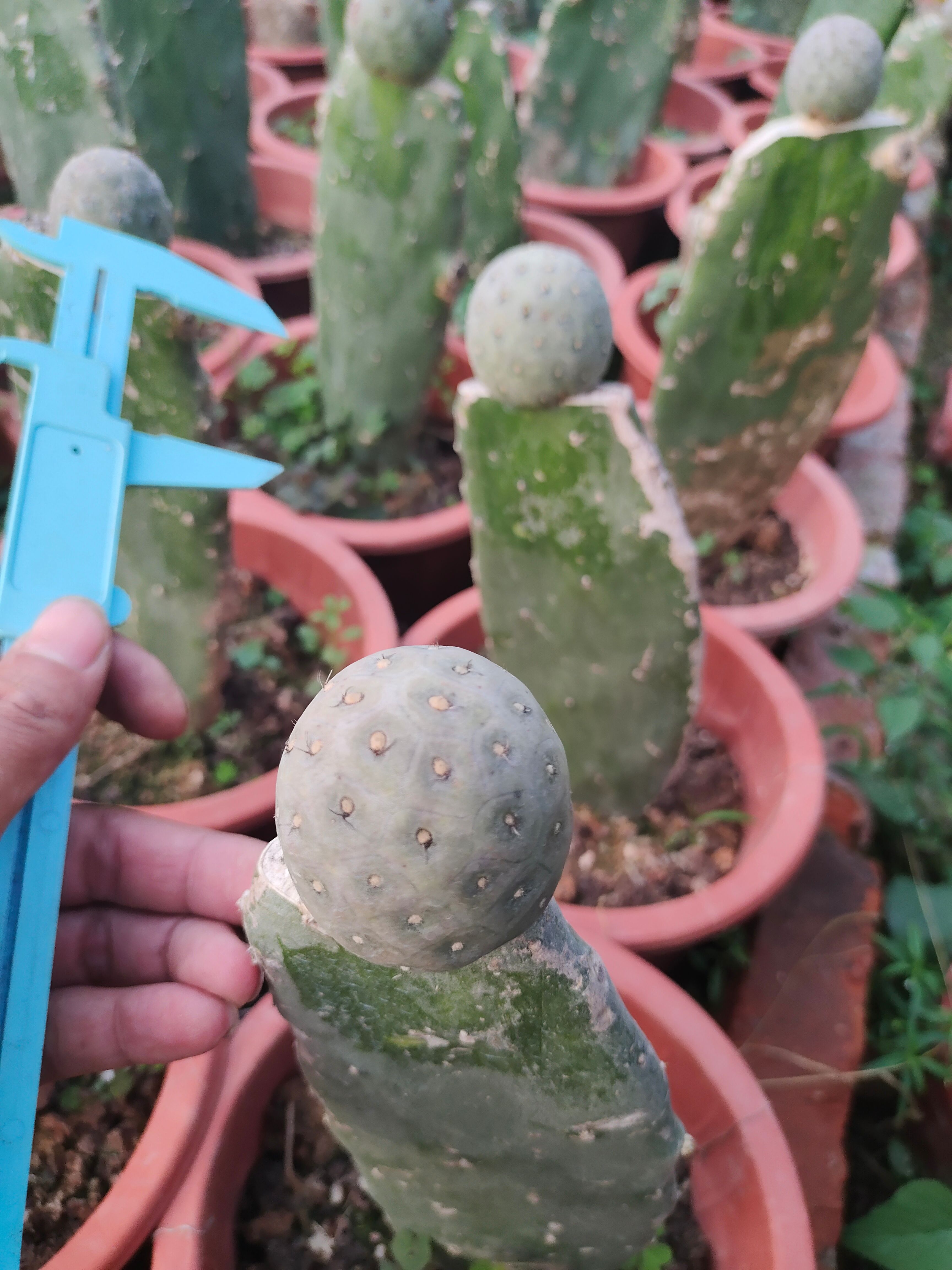 习自恐龙蛋仙人球仙人掌嫁接