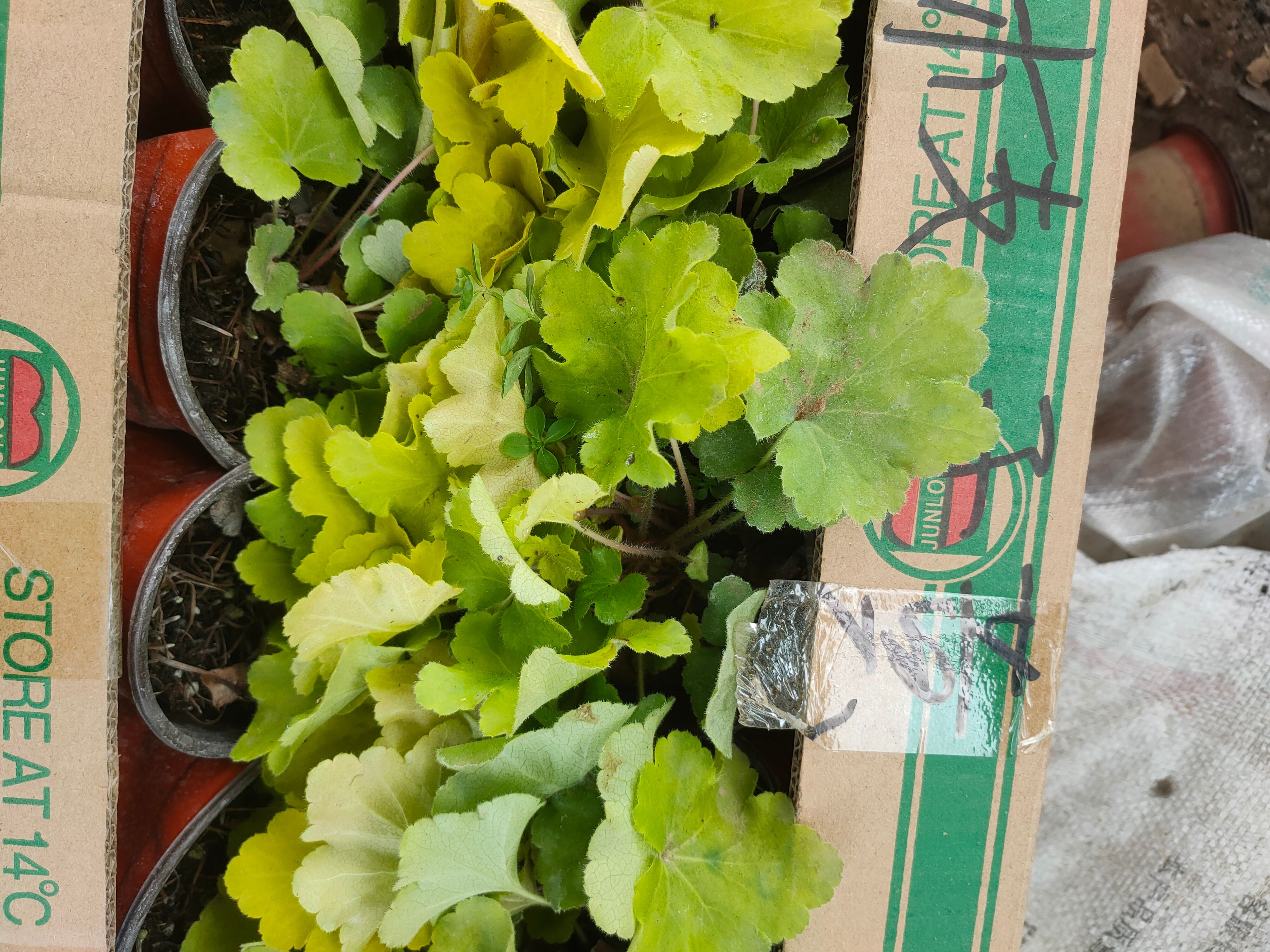 矾根种苗  矾根