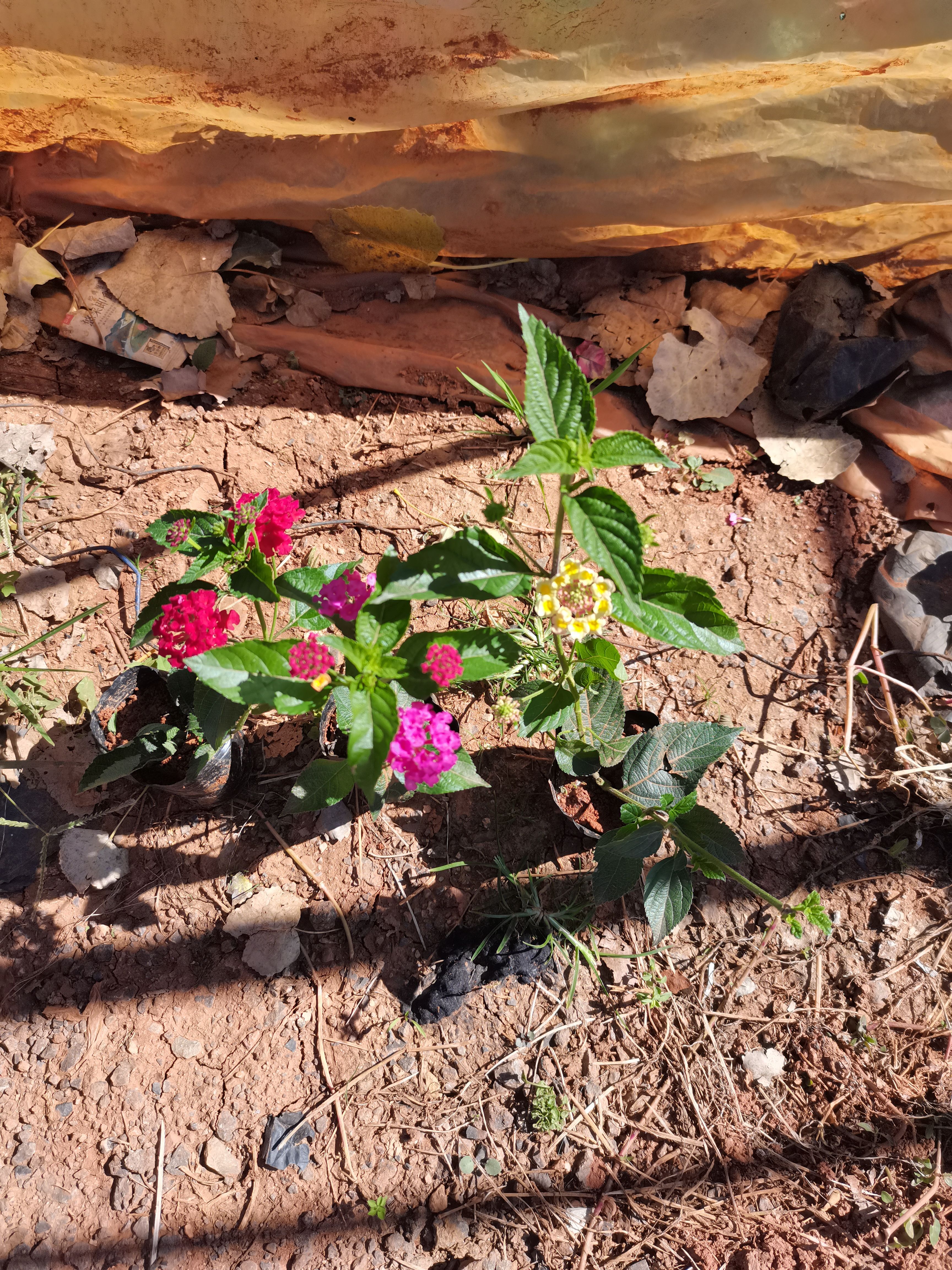马缨丹盆栽  五色梅，马缨丹云南昆明种植园一手货源