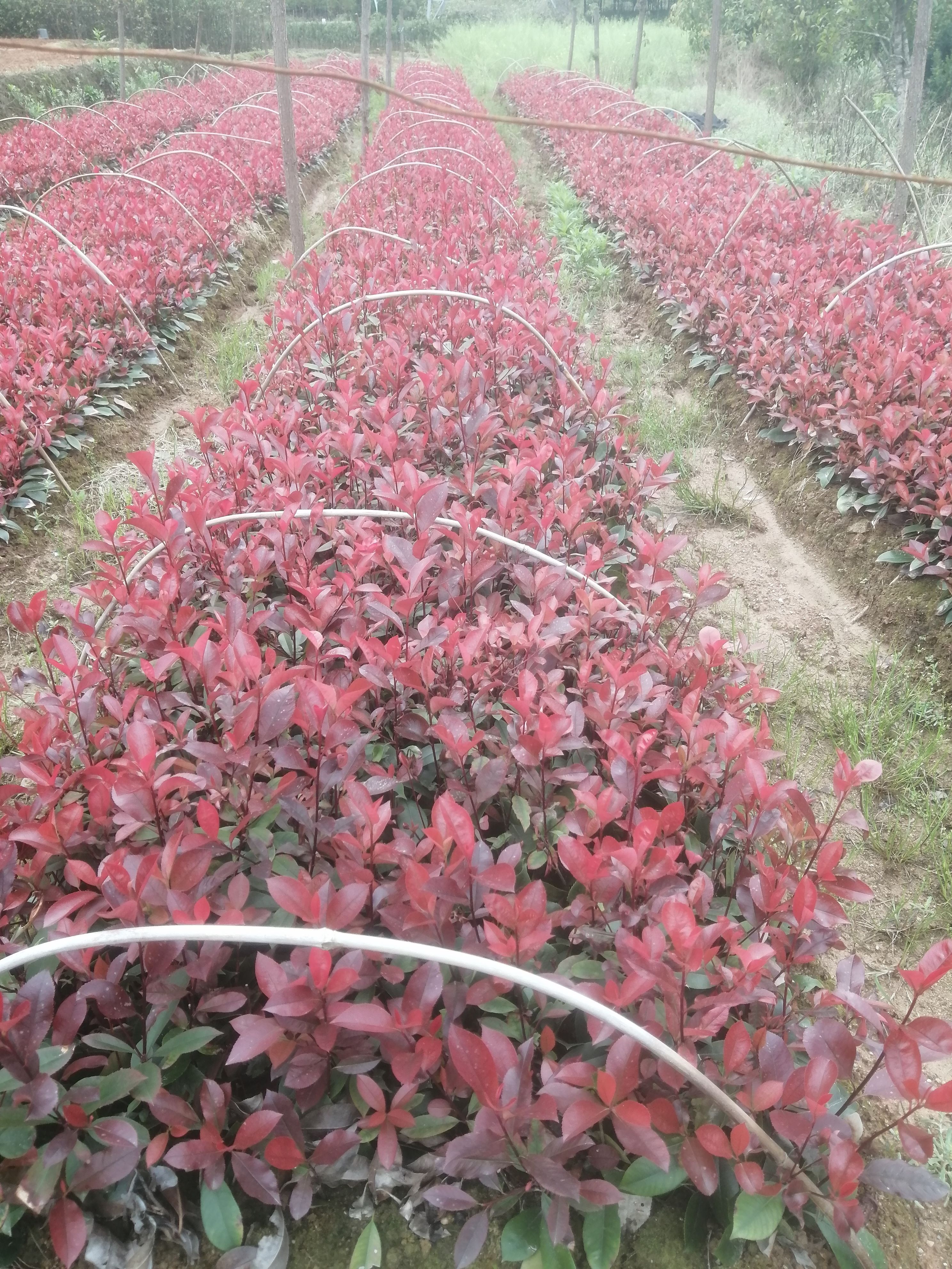 红叶石楠裸根苗，全国发货 ，红叶石楠杯苗，红叶石楠毛球