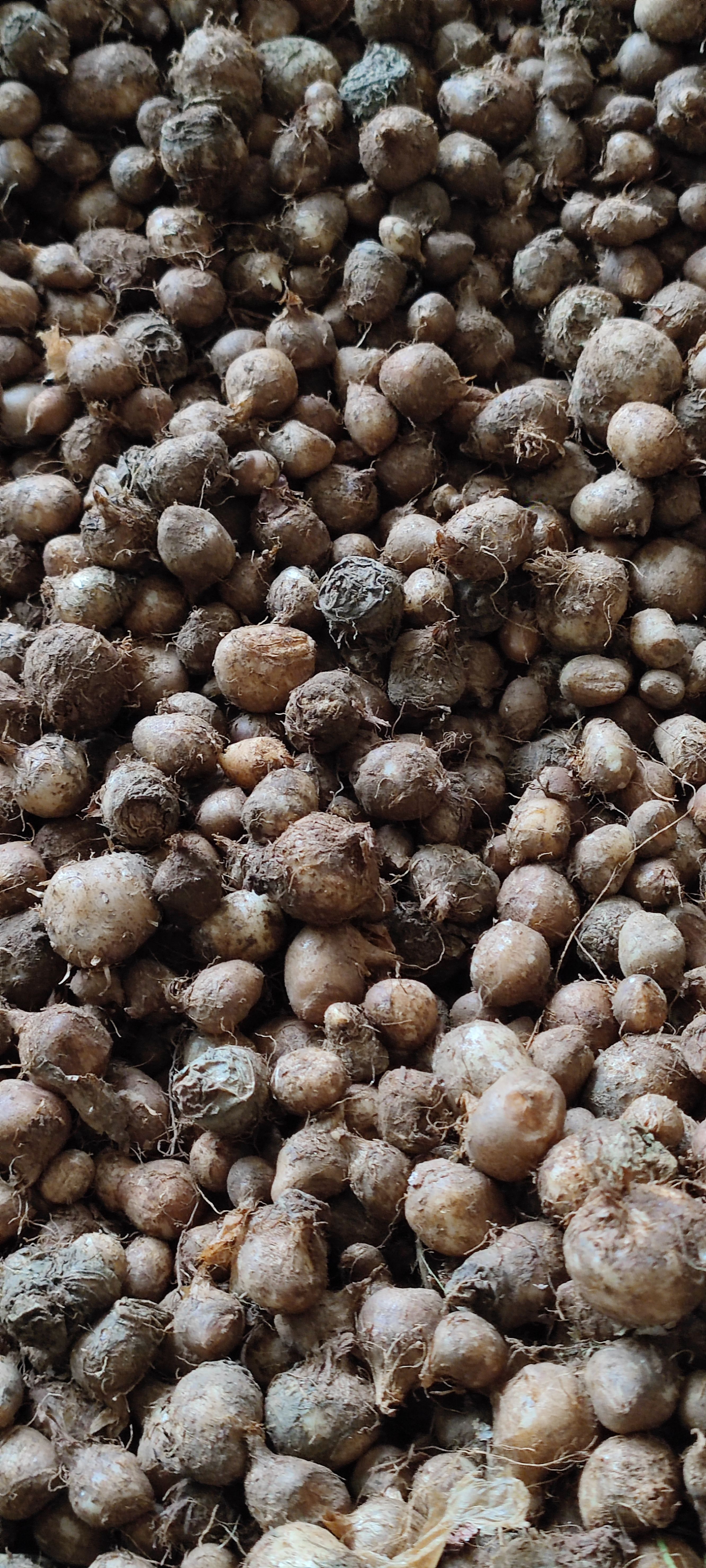 优质法半夏种子高产 大量现货 包回收