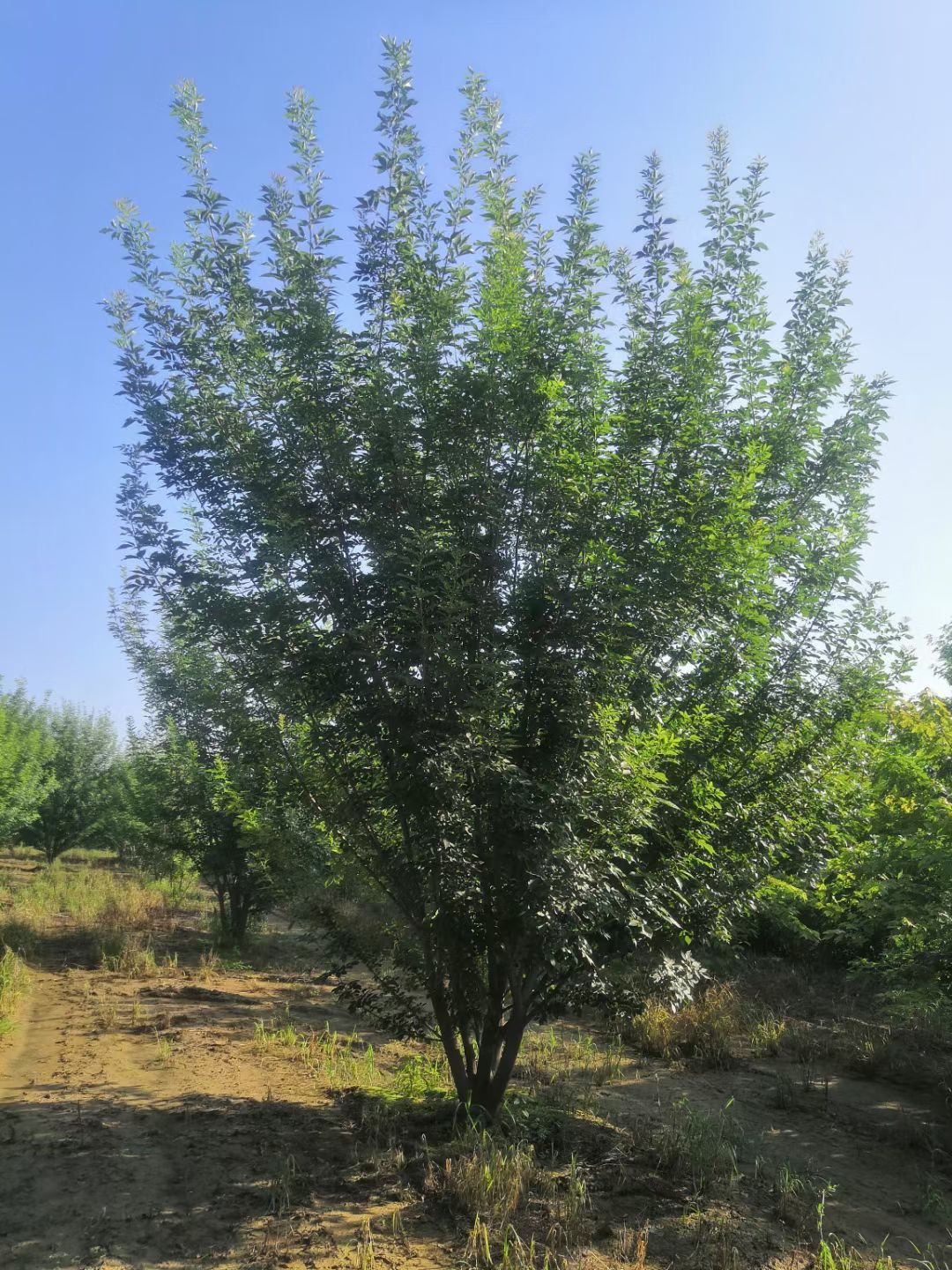 山东丛生白蜡，丛生黄蜡基地