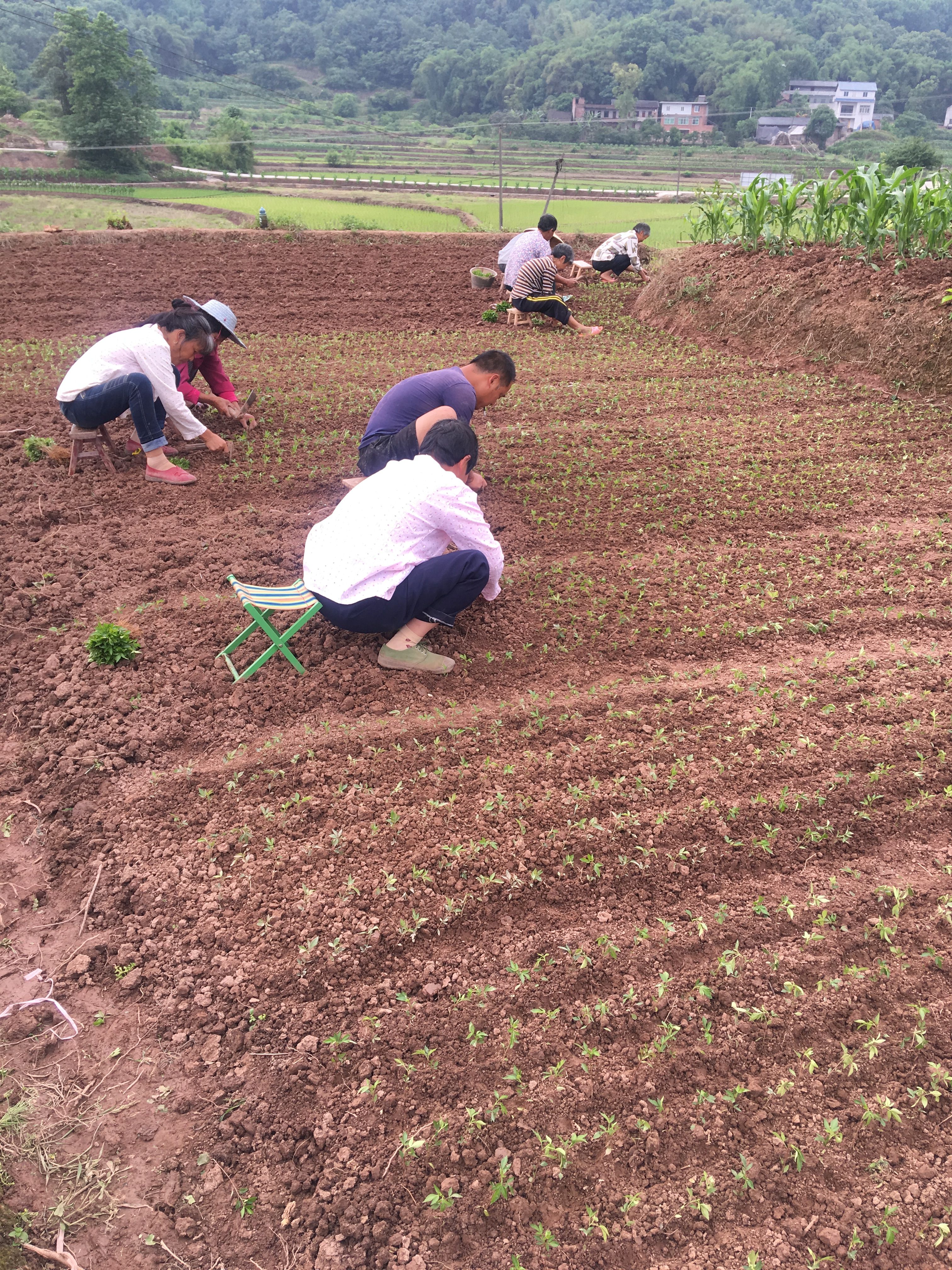 九叶青花椒苗 免费技术支持  现起现发 可视频采苗全过程
