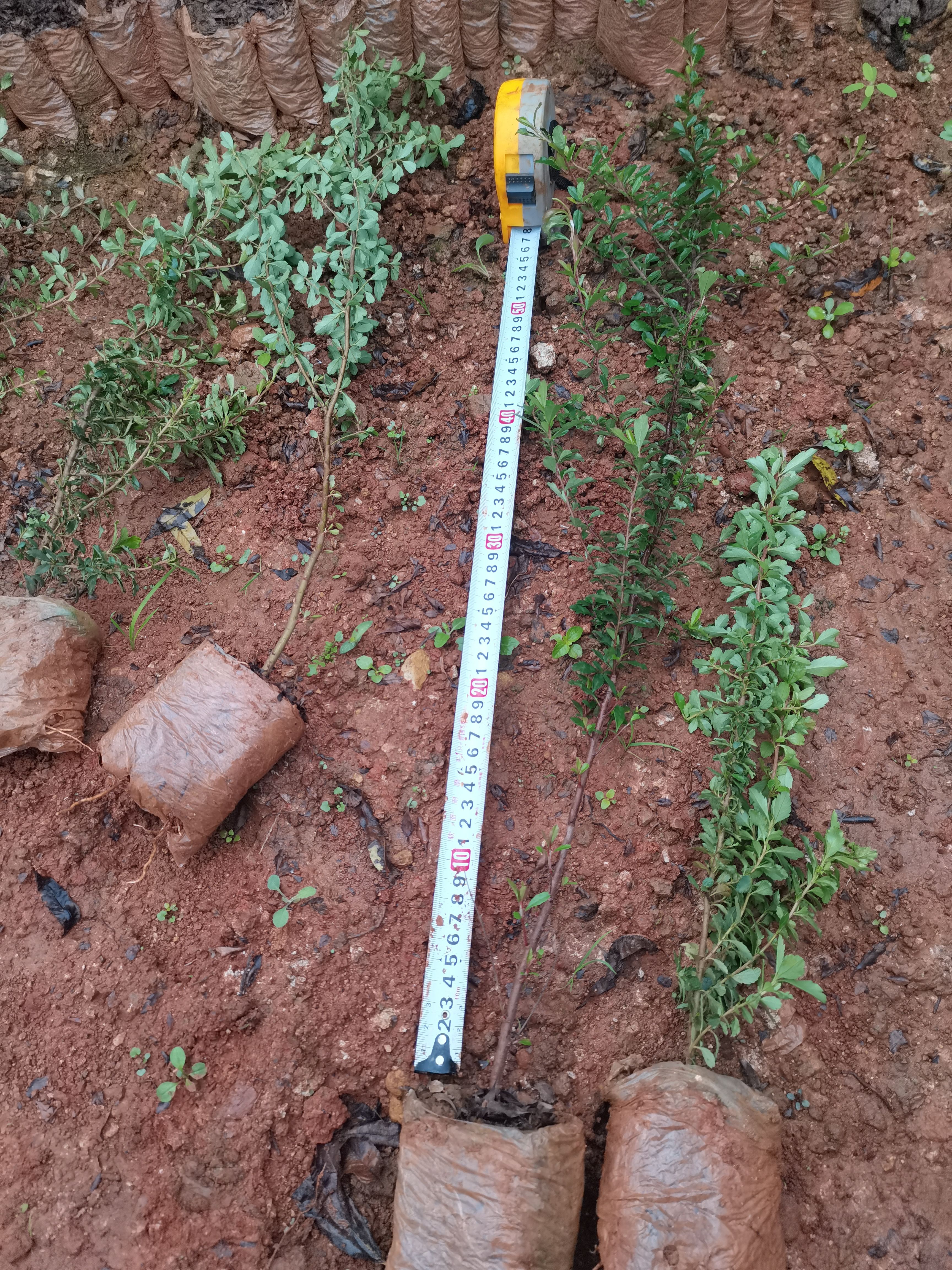 火炬树  火棘，火把果，云南昆明火棘直销，荒山绿化小苗