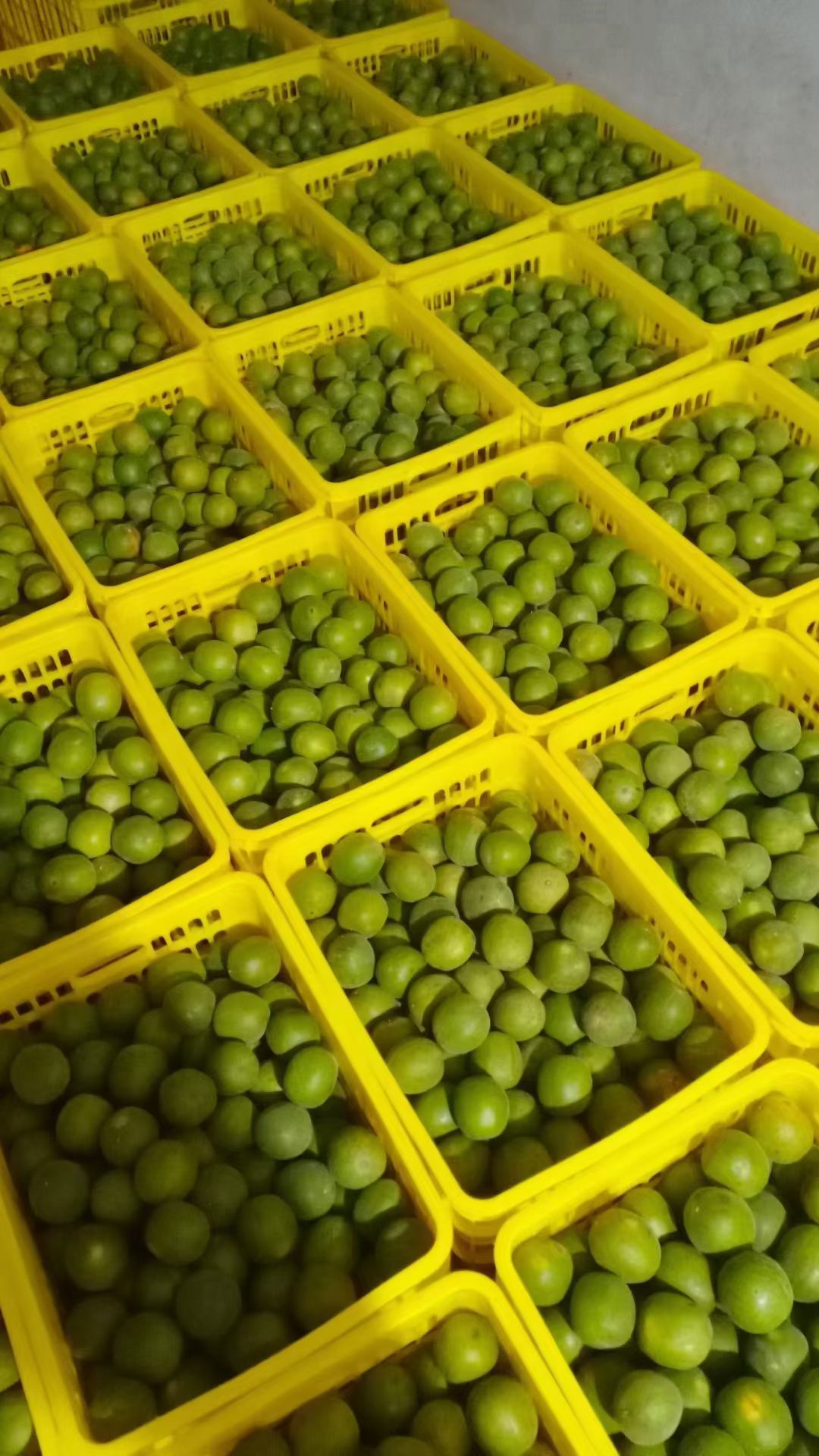 永福罗汉果小罗汉果传统烘烤果批发出厂价广西桂林产地直发