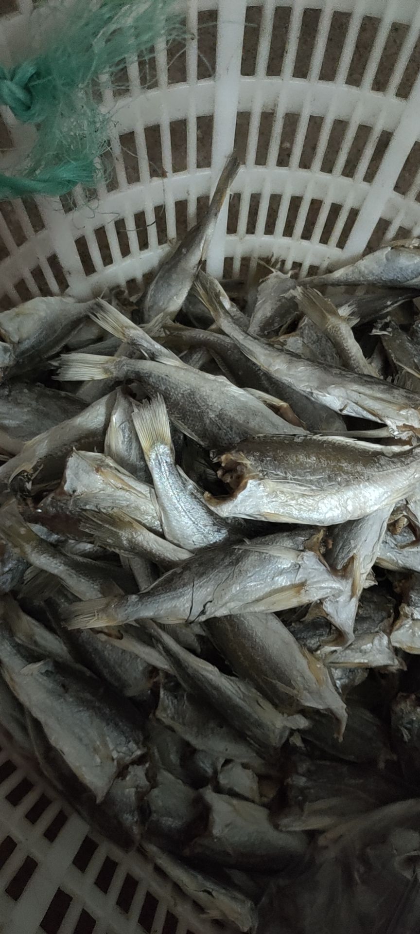 三牙鱼干 北部湾海鱼干，当地“滑仔”鱼干中盐八成干（去头去内脏）