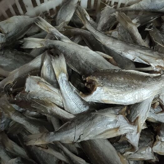 钦州三牙鱼干 北部湾海鱼干，当地“滑仔”鱼干中盐八成干（去头去内脏）