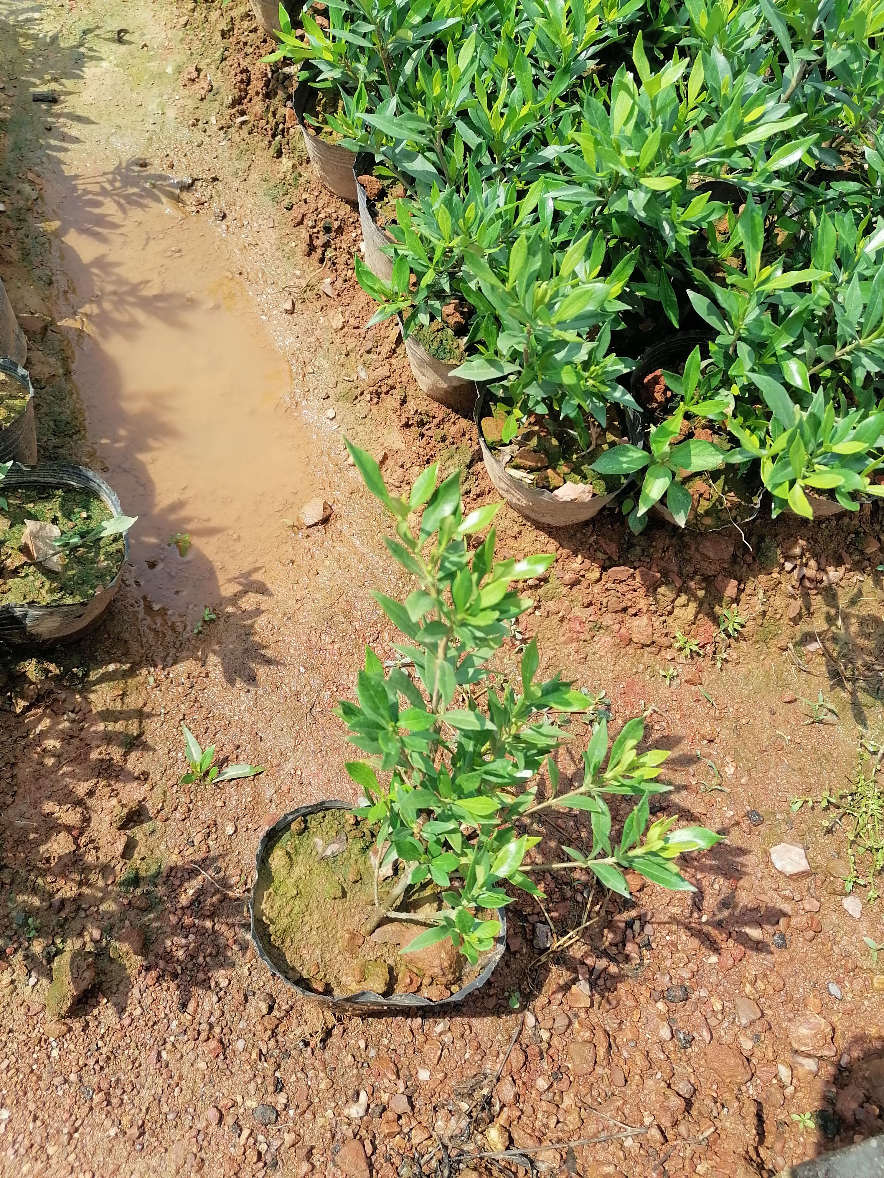  农户直供 杜鹃杯苗 杜鹃小苗 杜鹃地苗 基地批发 量大价优