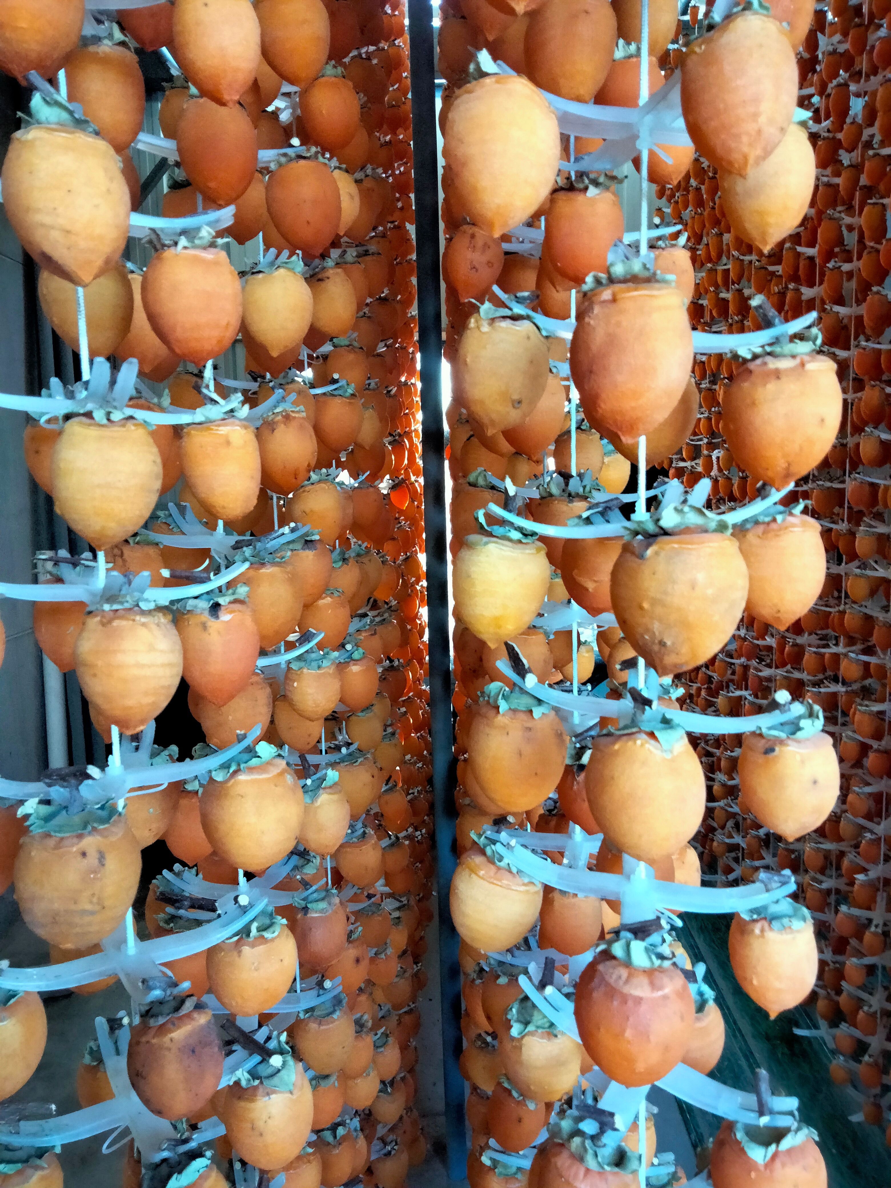 柿饼 陕西省渭南市富平县 3-6个月 2021-11-21 - 2021-11-21