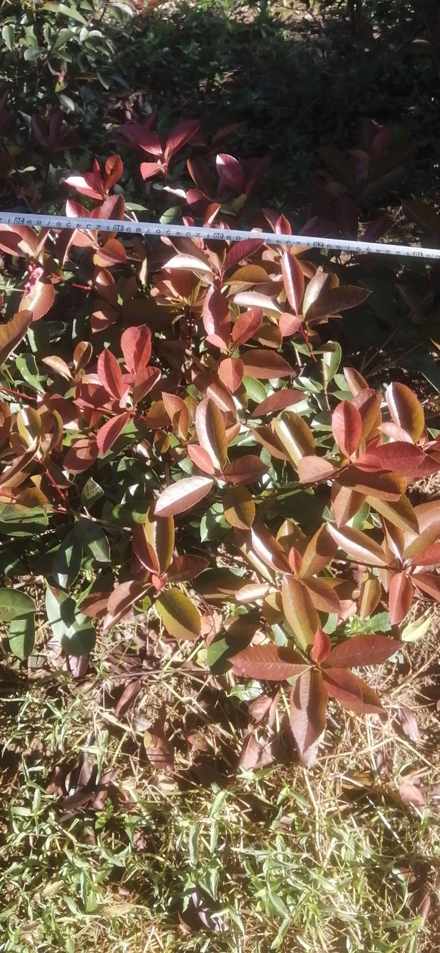 红叶石楠裸根苗，全国发货 ，红叶石楠杯苗，红叶石楠毛球