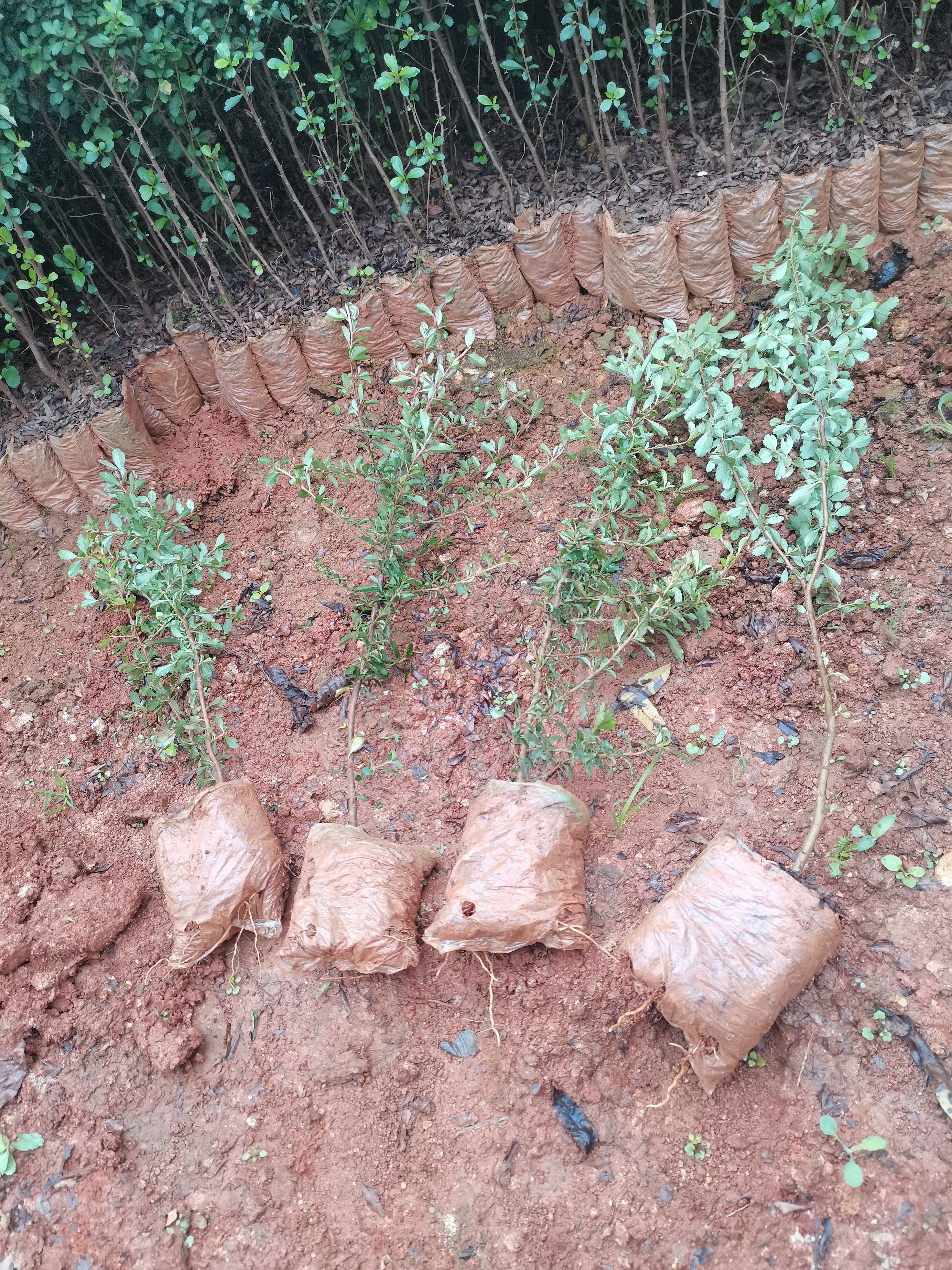 火炬树  火棘，火把果，云南昆明火棘直销，荒山绿化小苗