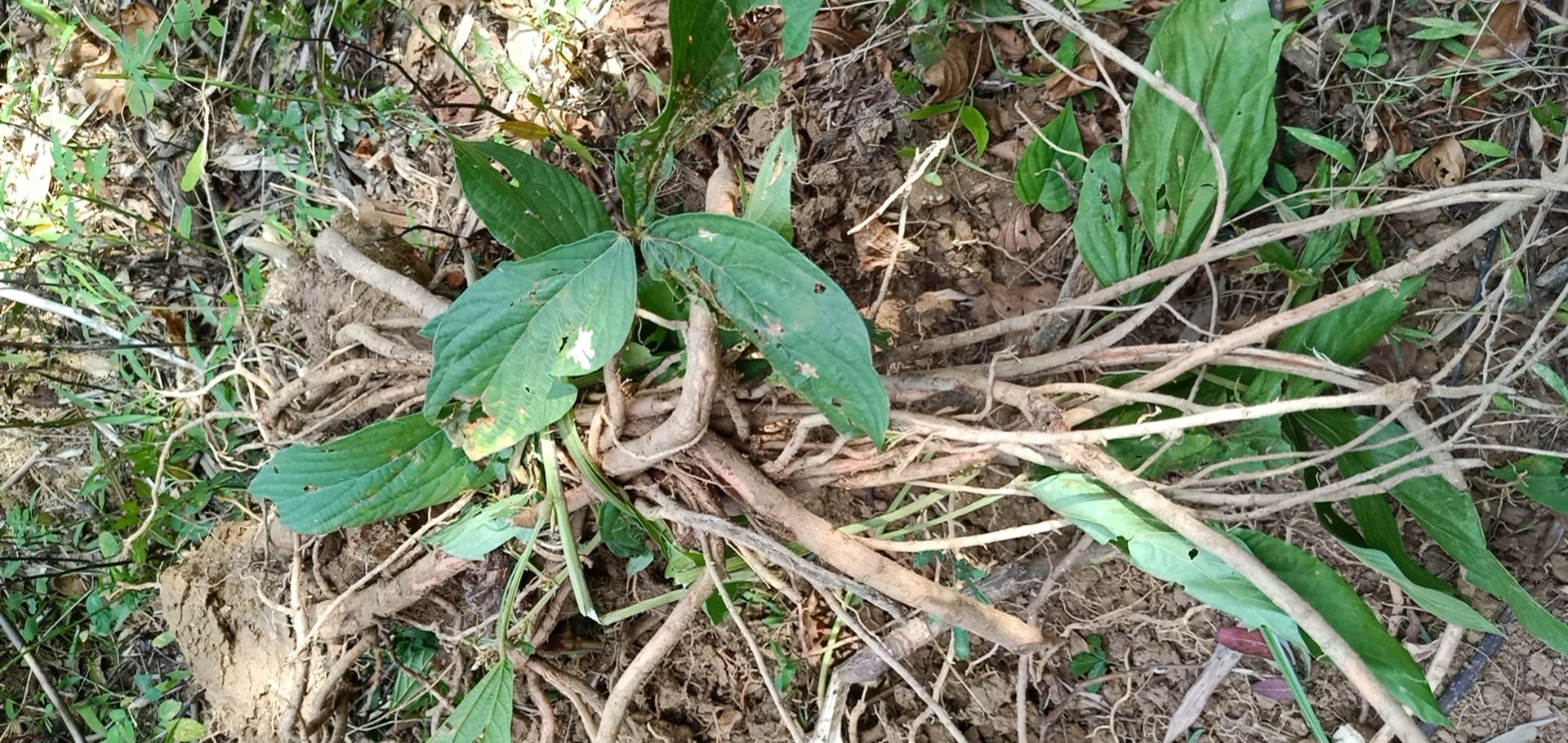 千斤拔 广东龙川千斤拨