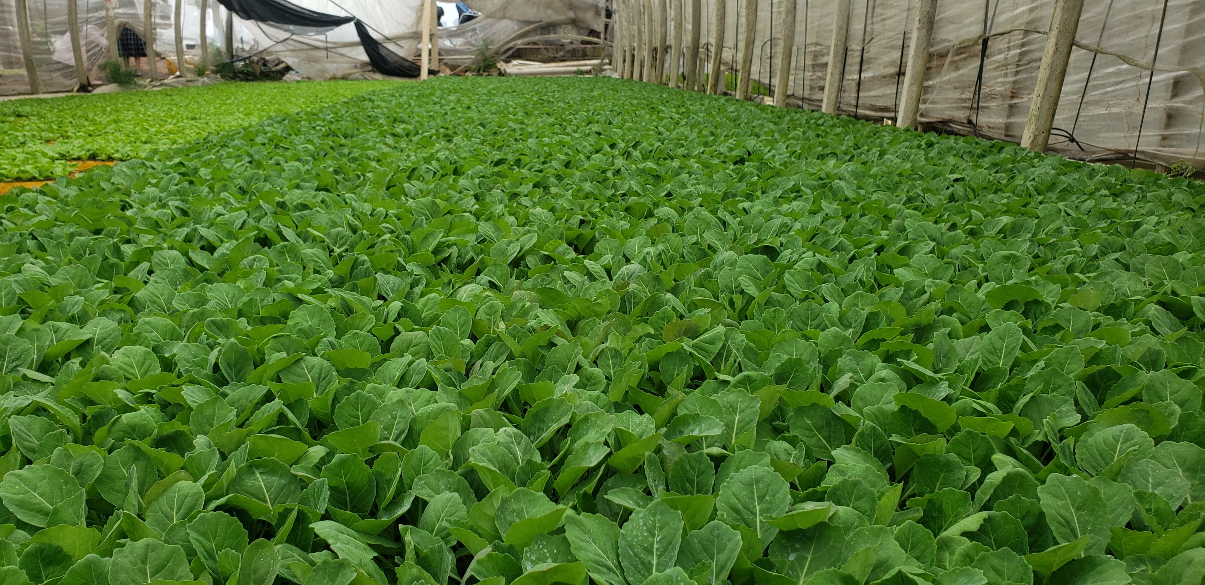 甘蓝苗，包菜苗，叶色浓绿，结球紧实，抗裂性强抗病虫性强耐低温