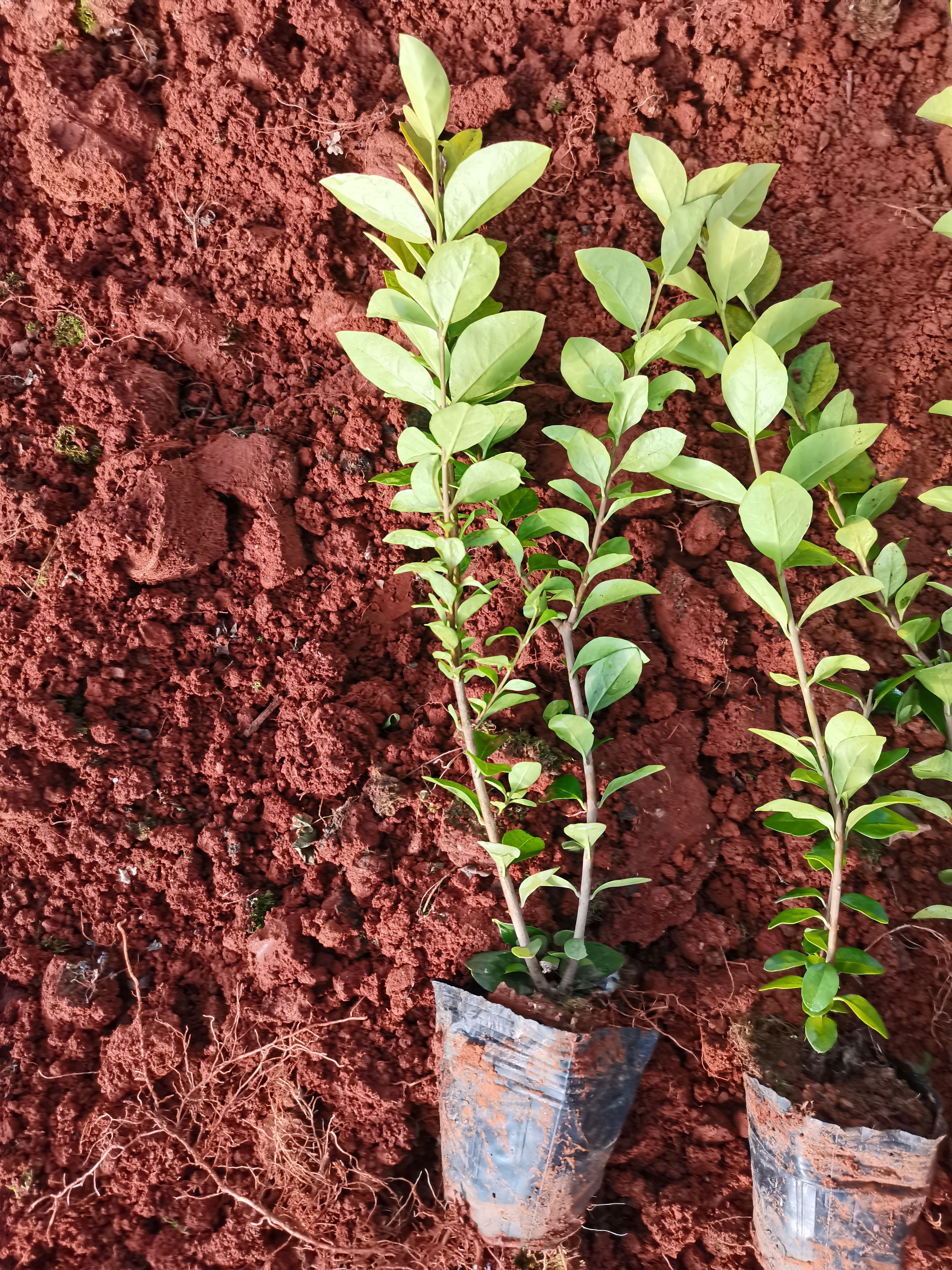 金叶女贞，云南昆明金叶女贞种植园一手货源