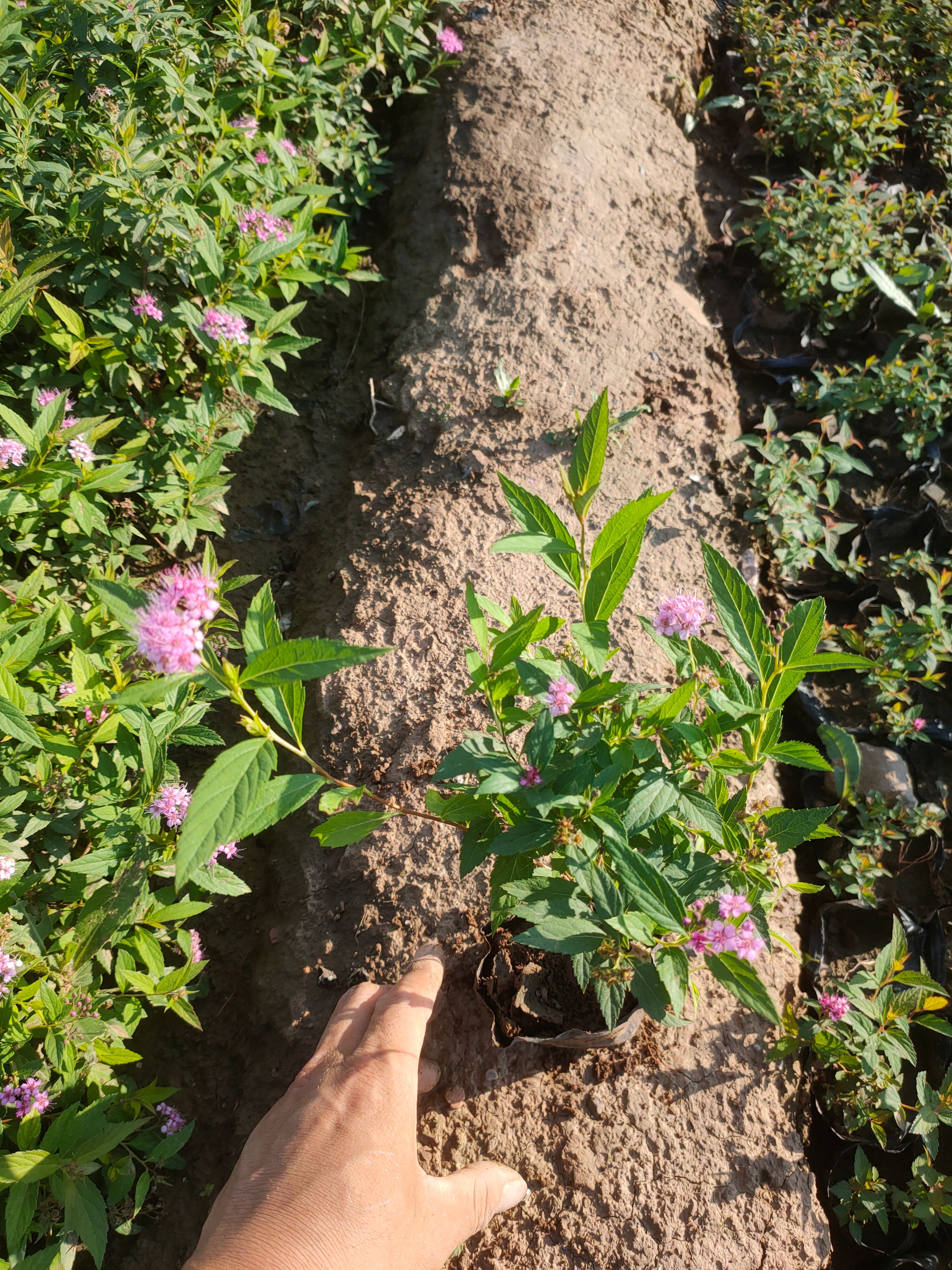 粉花绣线菊苗 粉花绣线菊