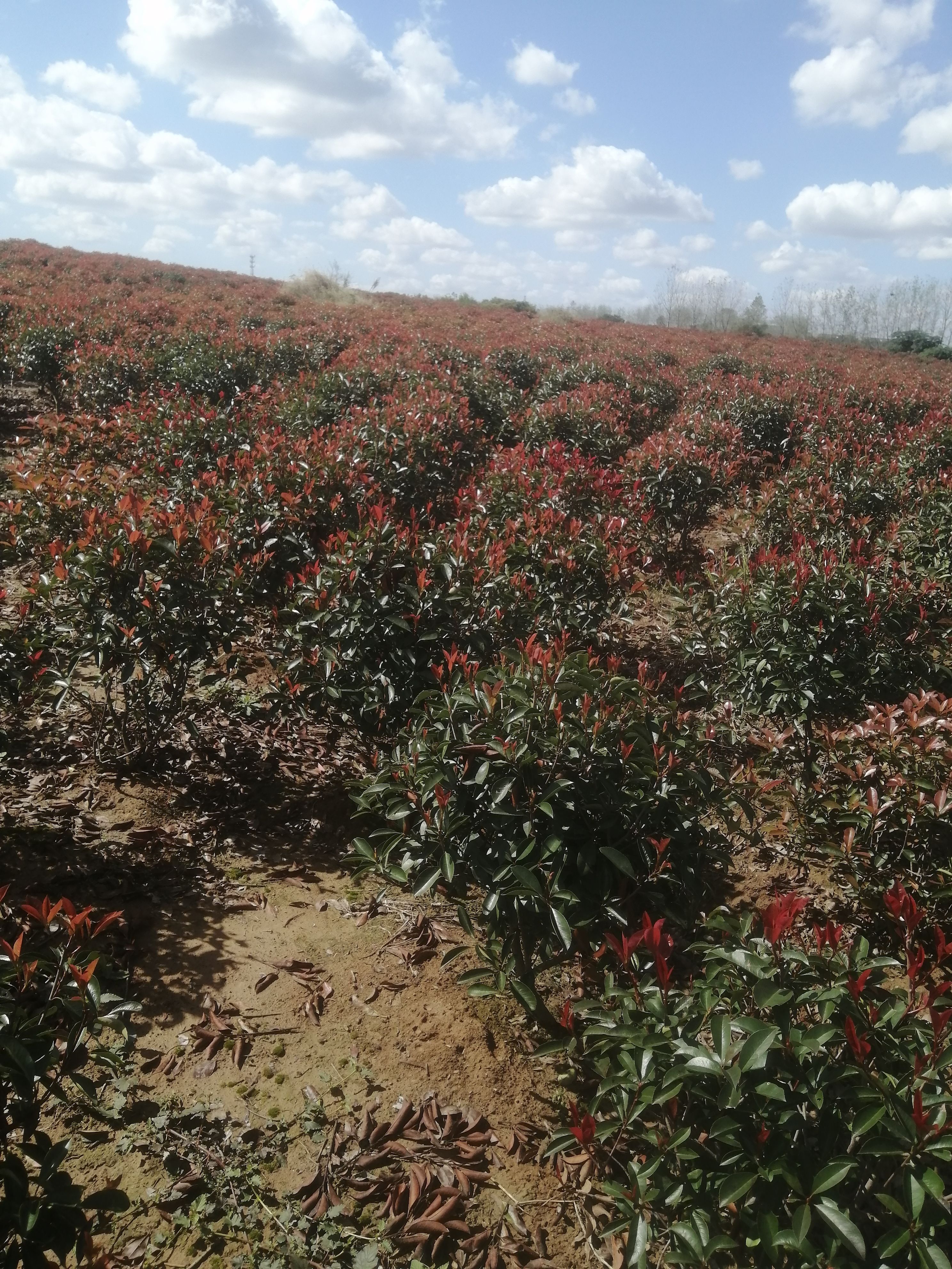 红叶石楠裸根苗，全国发货 ，红叶石楠杯苗，红叶石楠毛球
