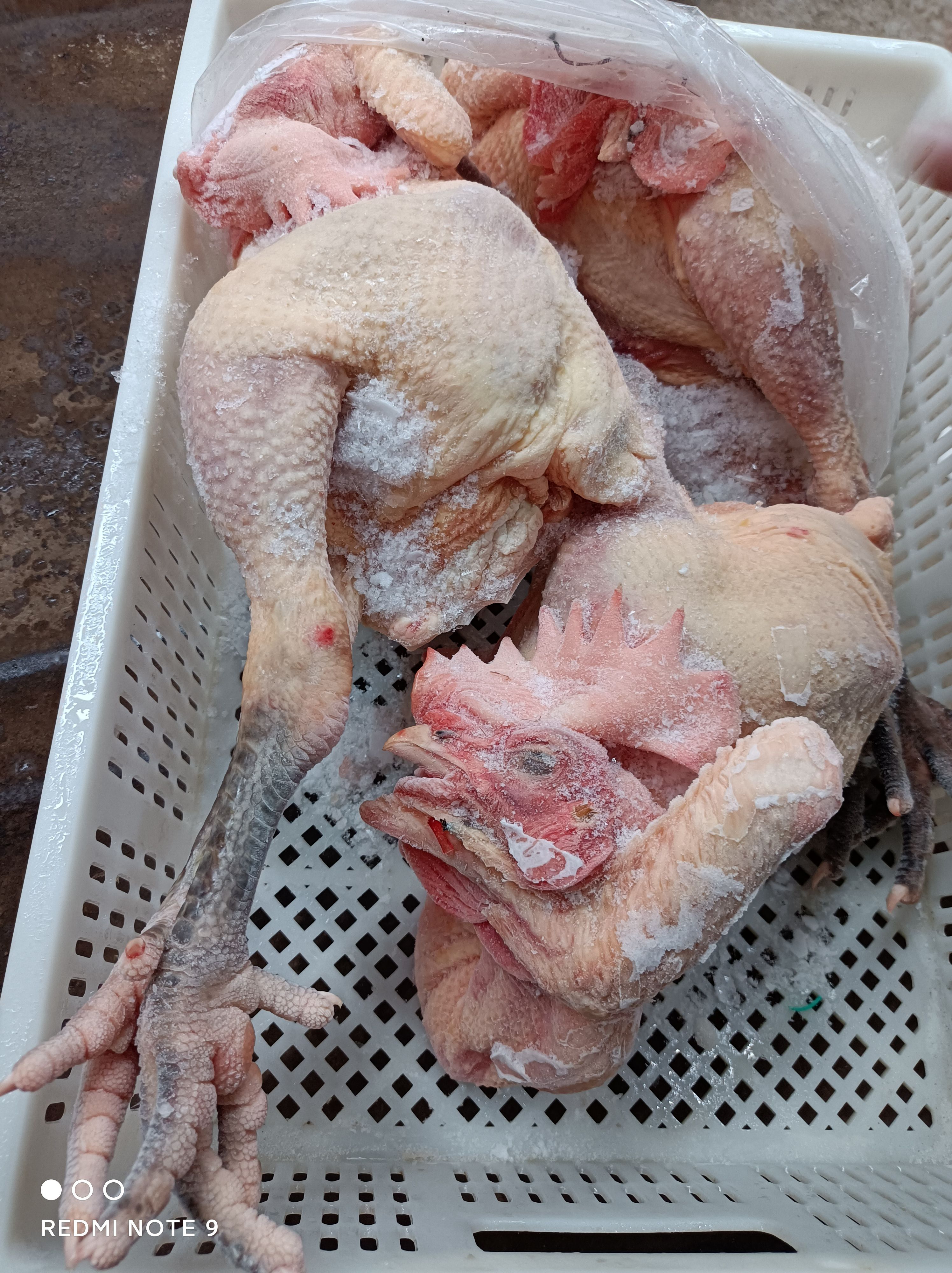 白条鸡  三黄鸡白条  冰鲜鸡   蛋鸡