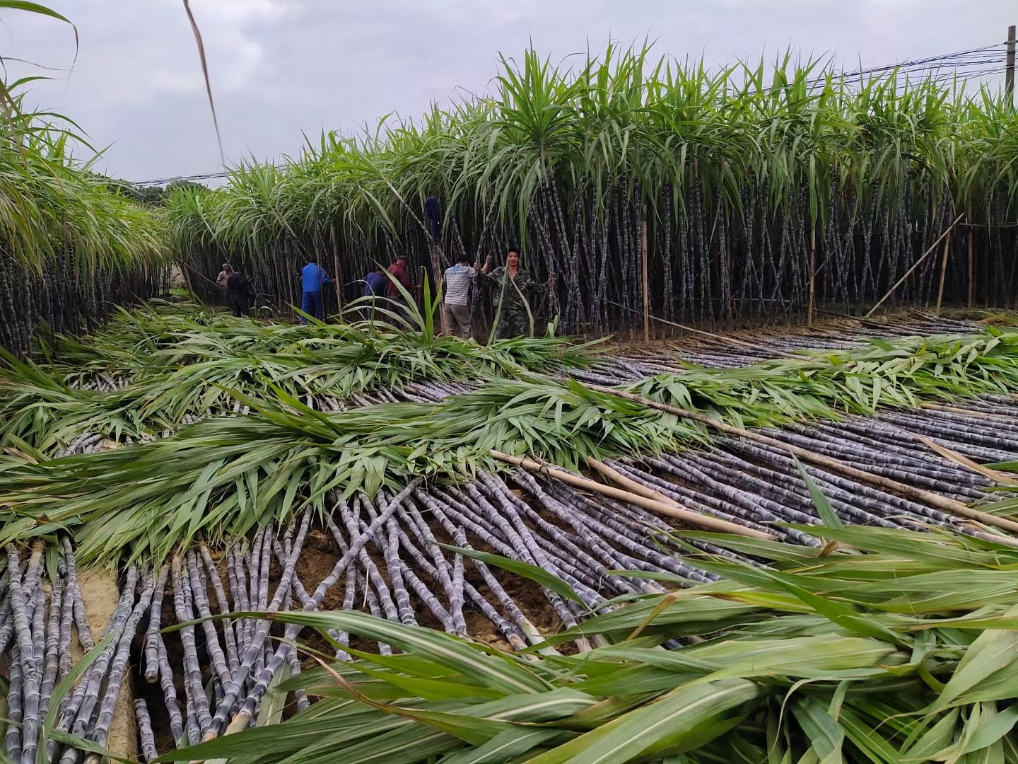 广西黑皮甘蔗大量上市，有需要的批发小哥哥请联系我，量大从优！