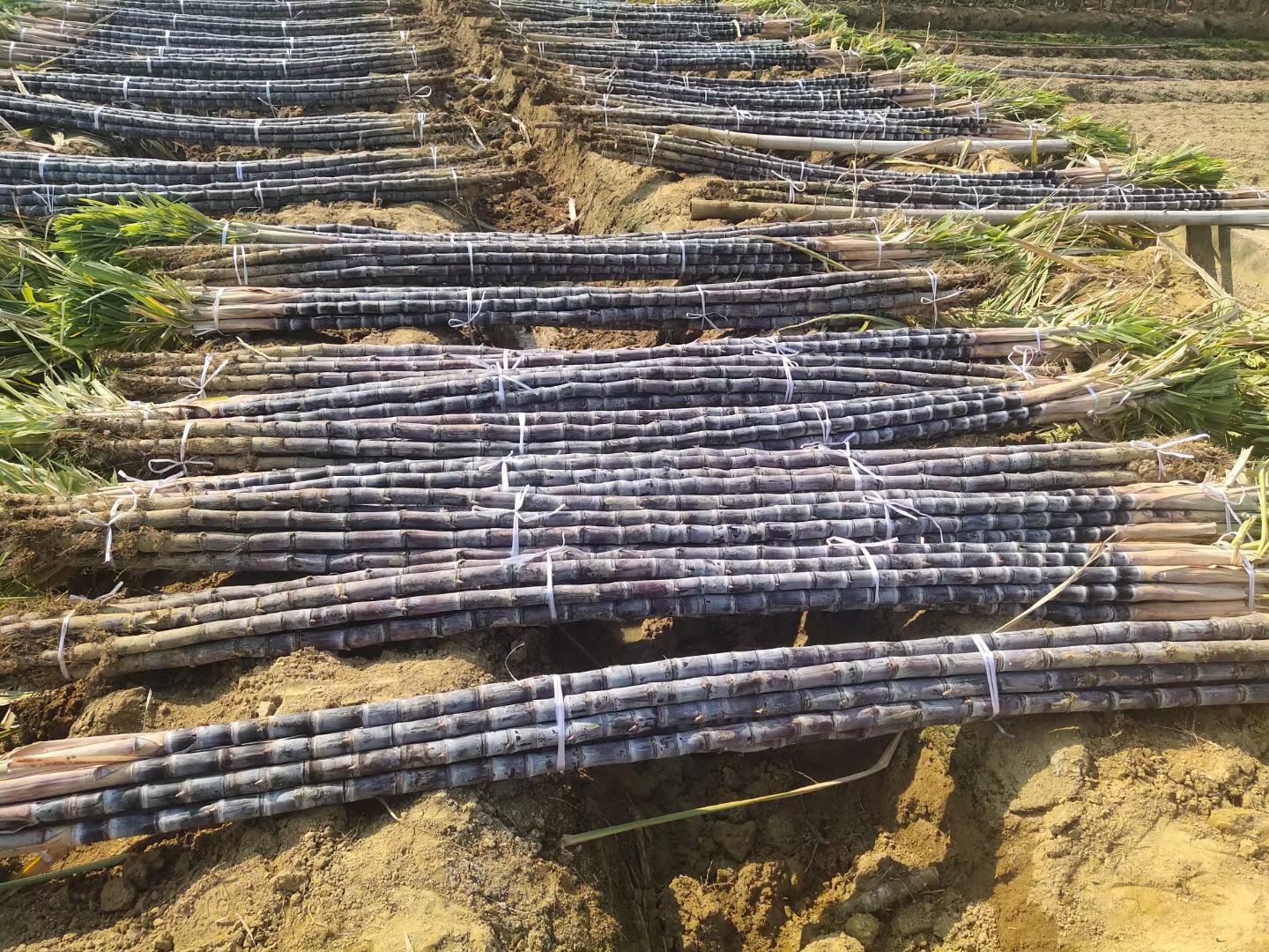 广西黑皮甘蔗大量上市，有需要的批发小哥哥请联系我，量大从优！