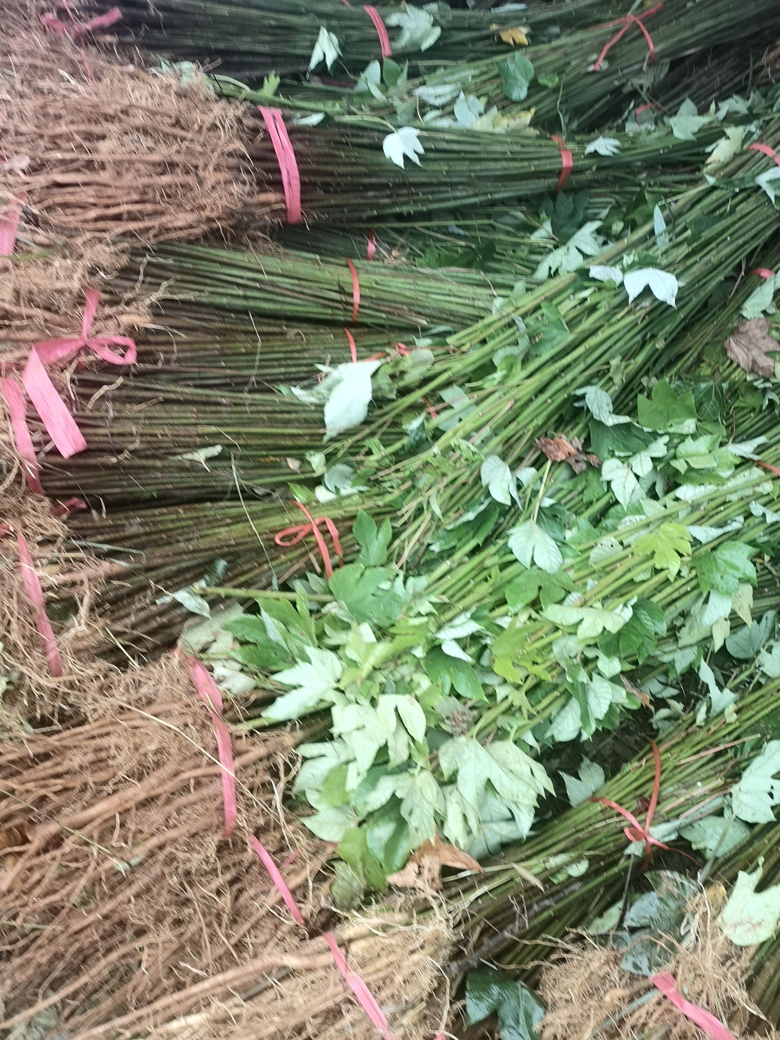 油桐苗  发去重庆忠县的油桐树苗千年桐